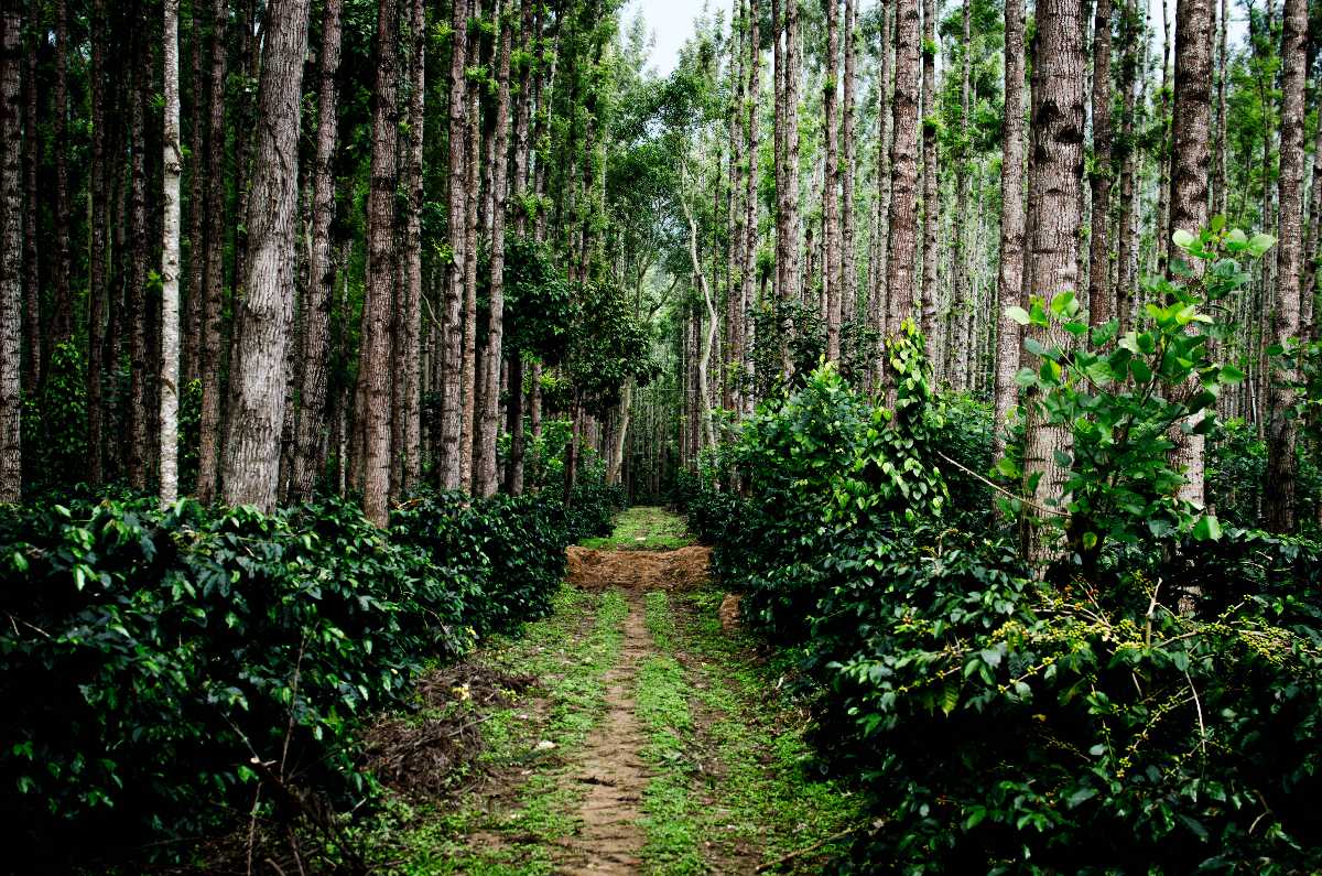 1200x795 Chikmagalur Tourism (2025) > Top Places, Travel Guide