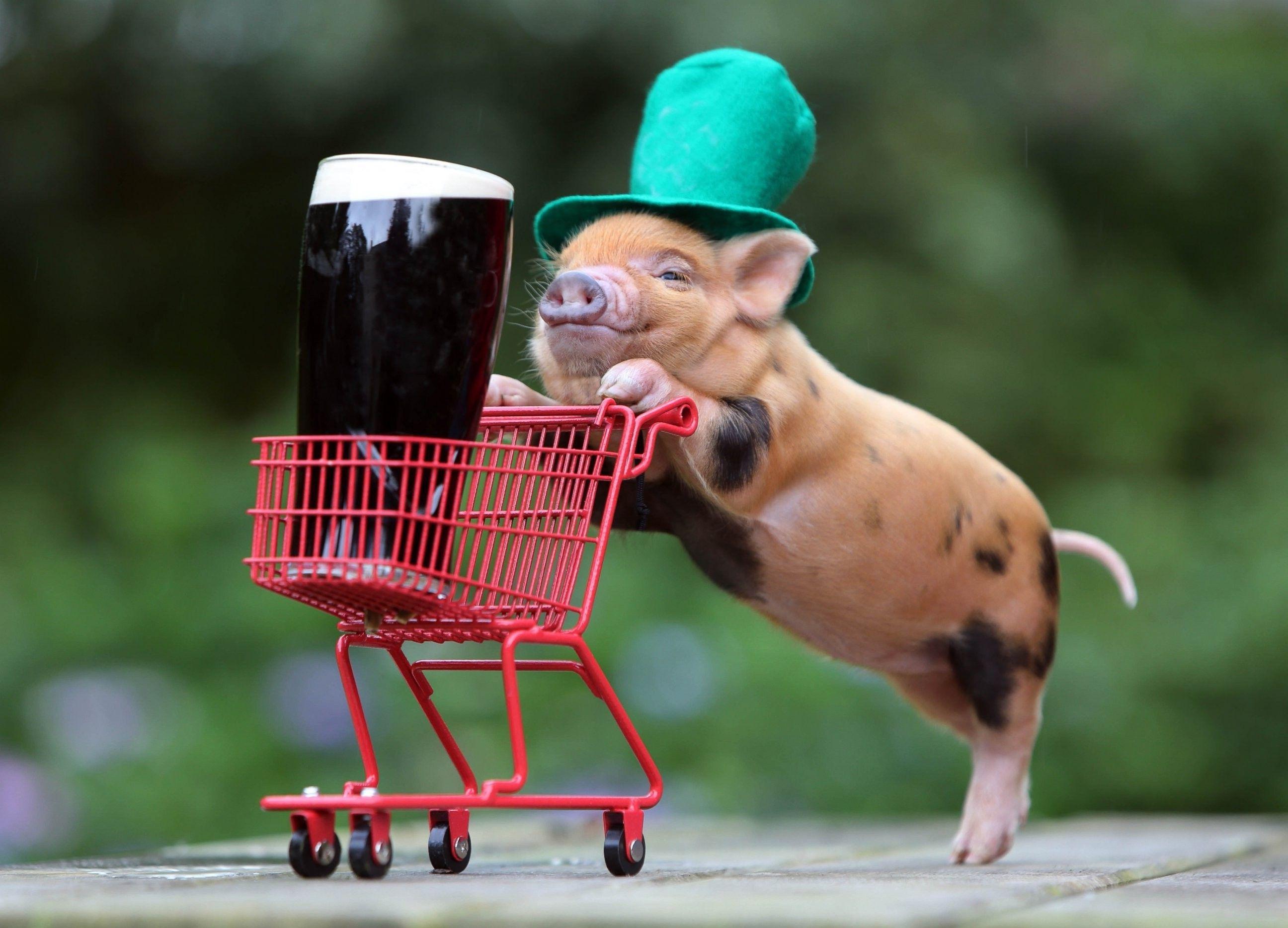 2592x1868 humor, Beer, Shopping Cart, Funny Hats, Baby Animals, Pigs