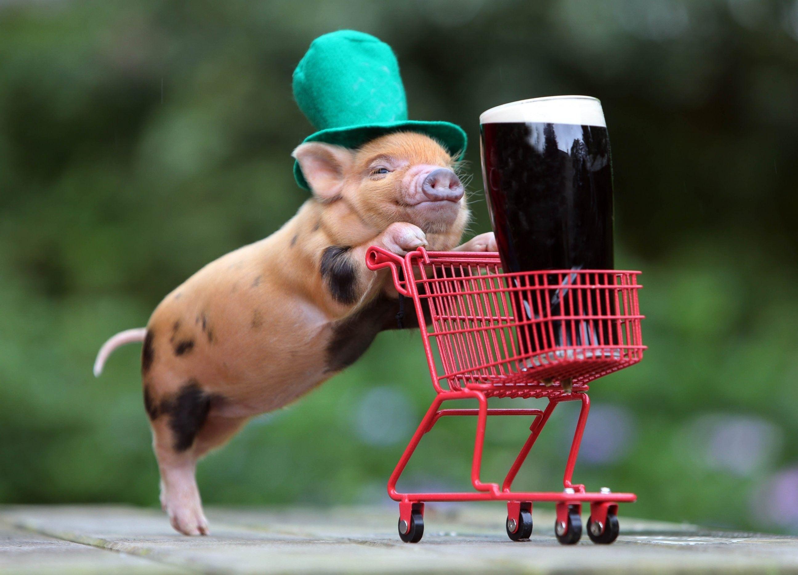 2592x1868 #beer, #humor, #Guinness, #baby animals, #pigs, #top hats