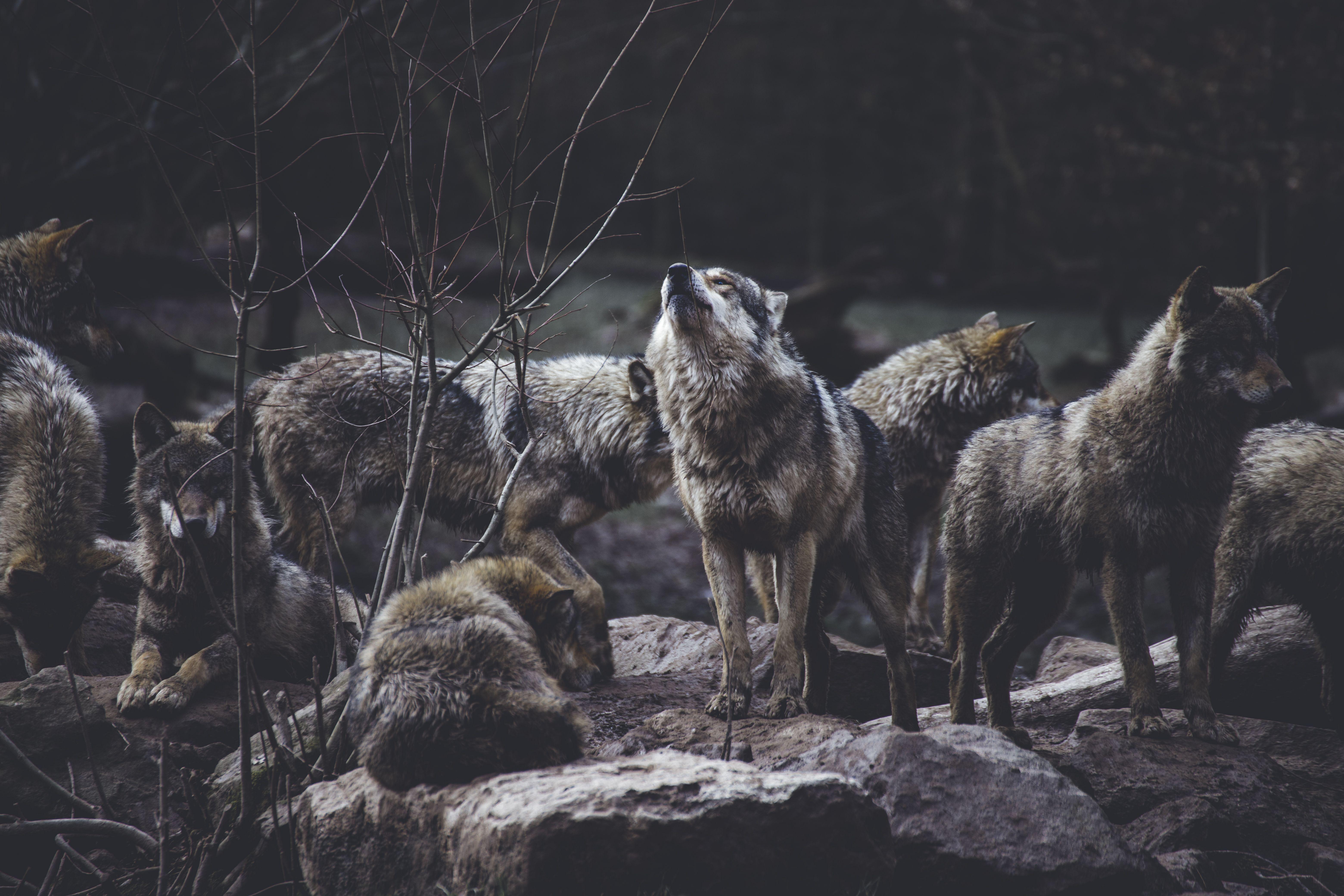 6240x4160 Wolf Wallpaper: Free HD Download [HQ]