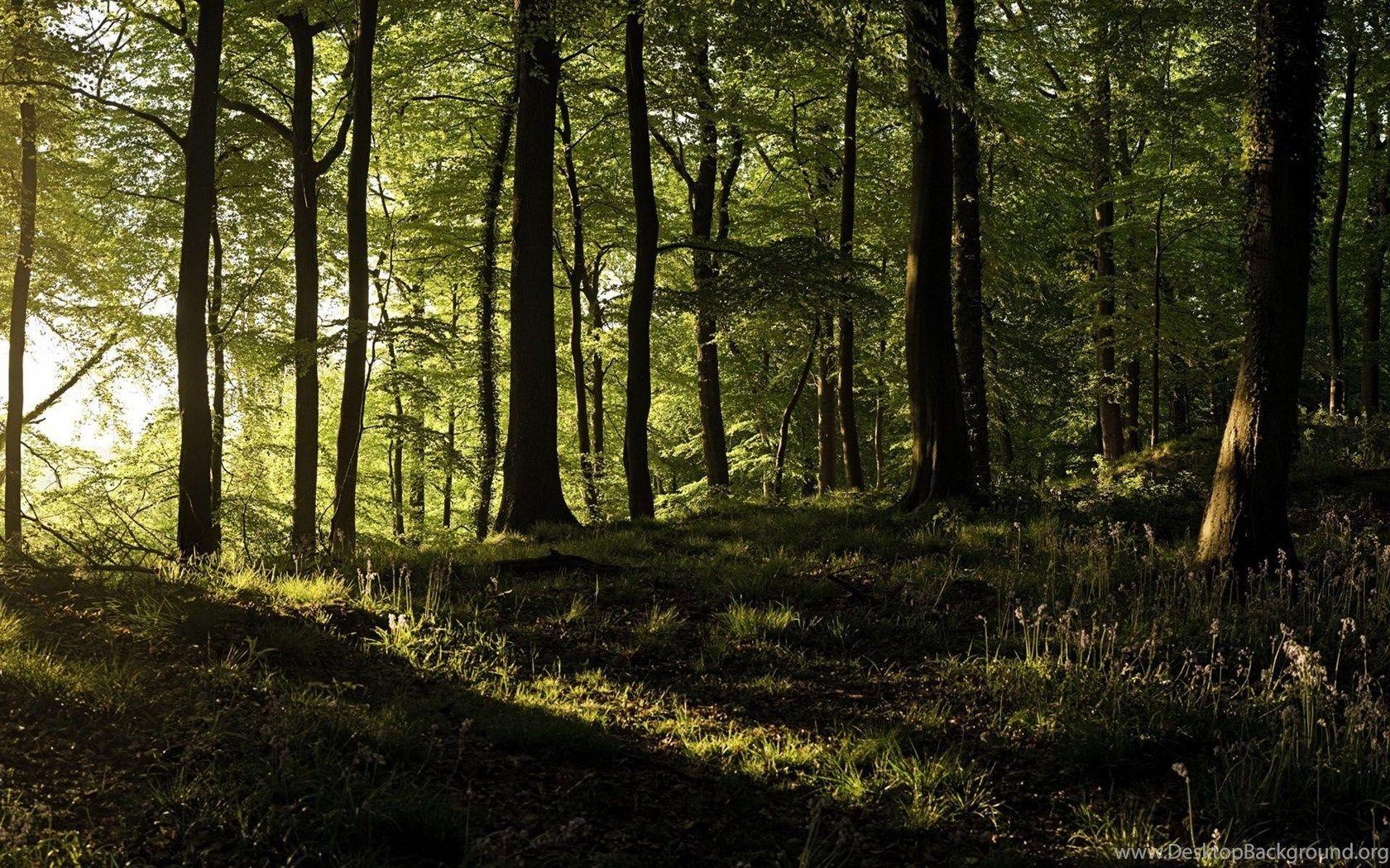 1680x1050 Sunshine In Forest Dual Screen Wallpaper Desktop Background