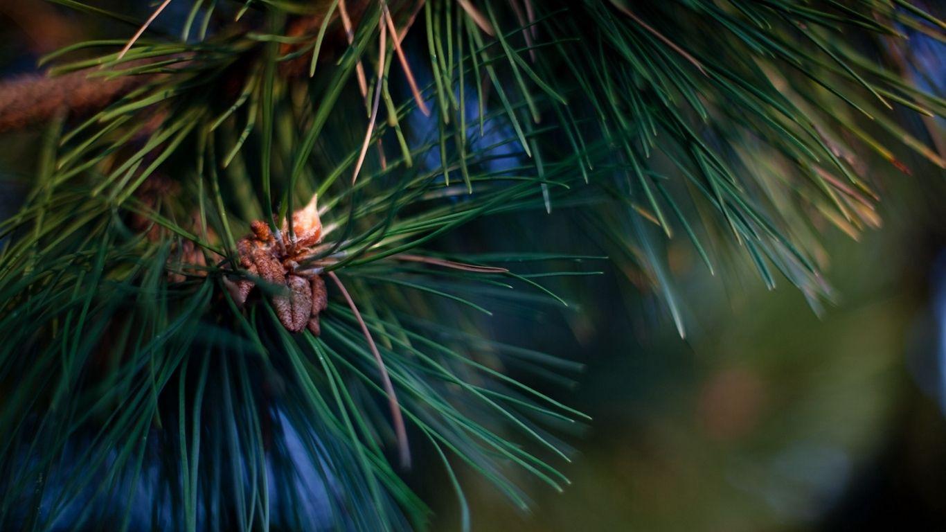 1366x768 Download wallpaper 1366x768 spruce, twig, needles, green, resin