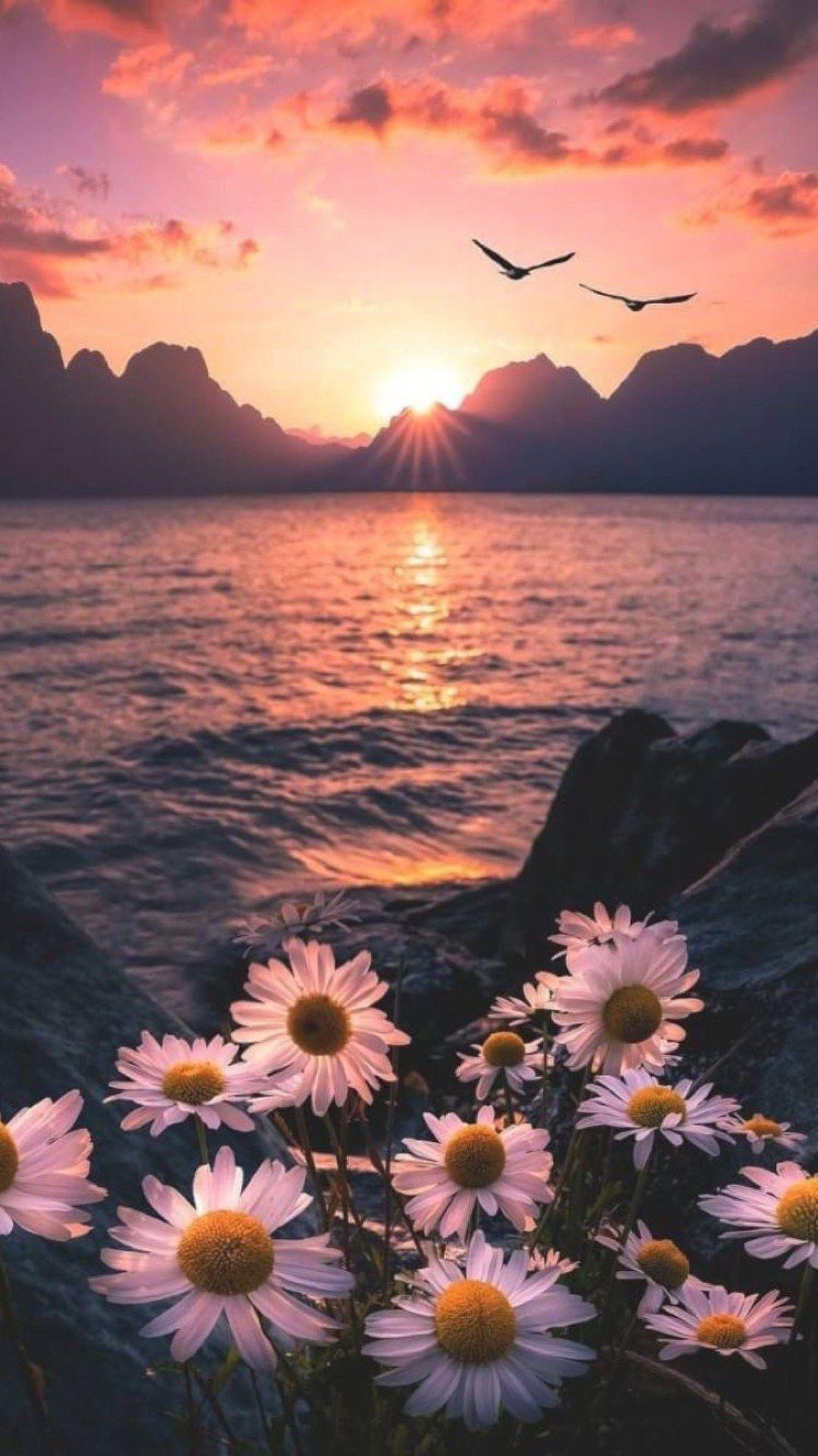 Aesthetic Sunset Wallpapers Top Free Aesthetic Sunset Backgrounds 