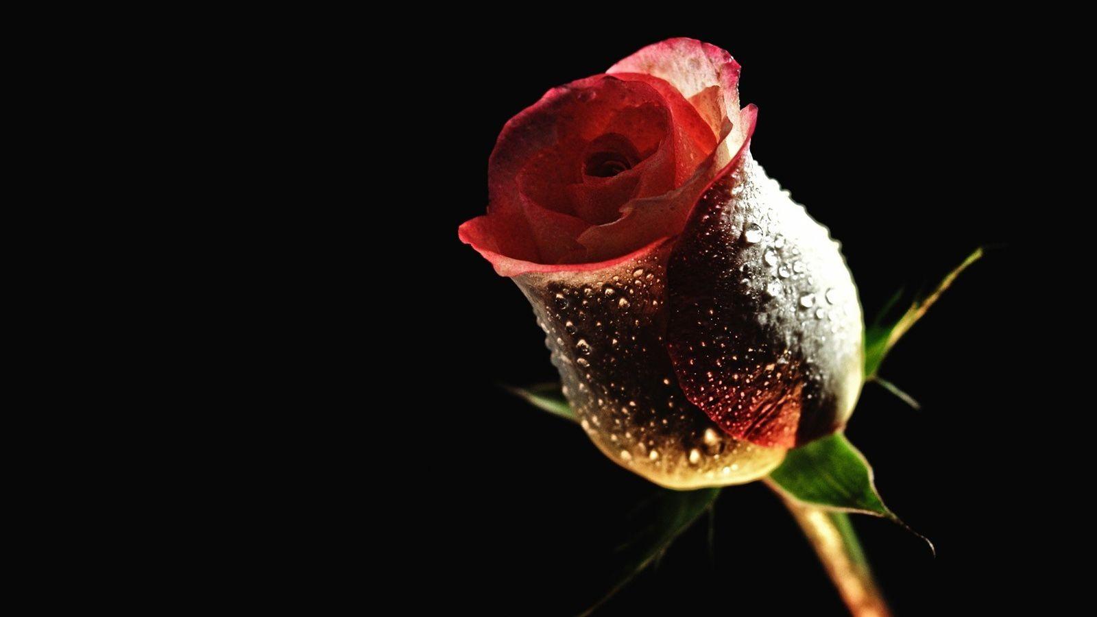 1600x900 Background For Romantic Red Roses Rosewallpaper Rose Wallpaper High