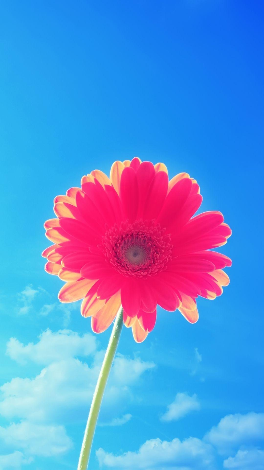 iphone 6 plus wallpaper flower