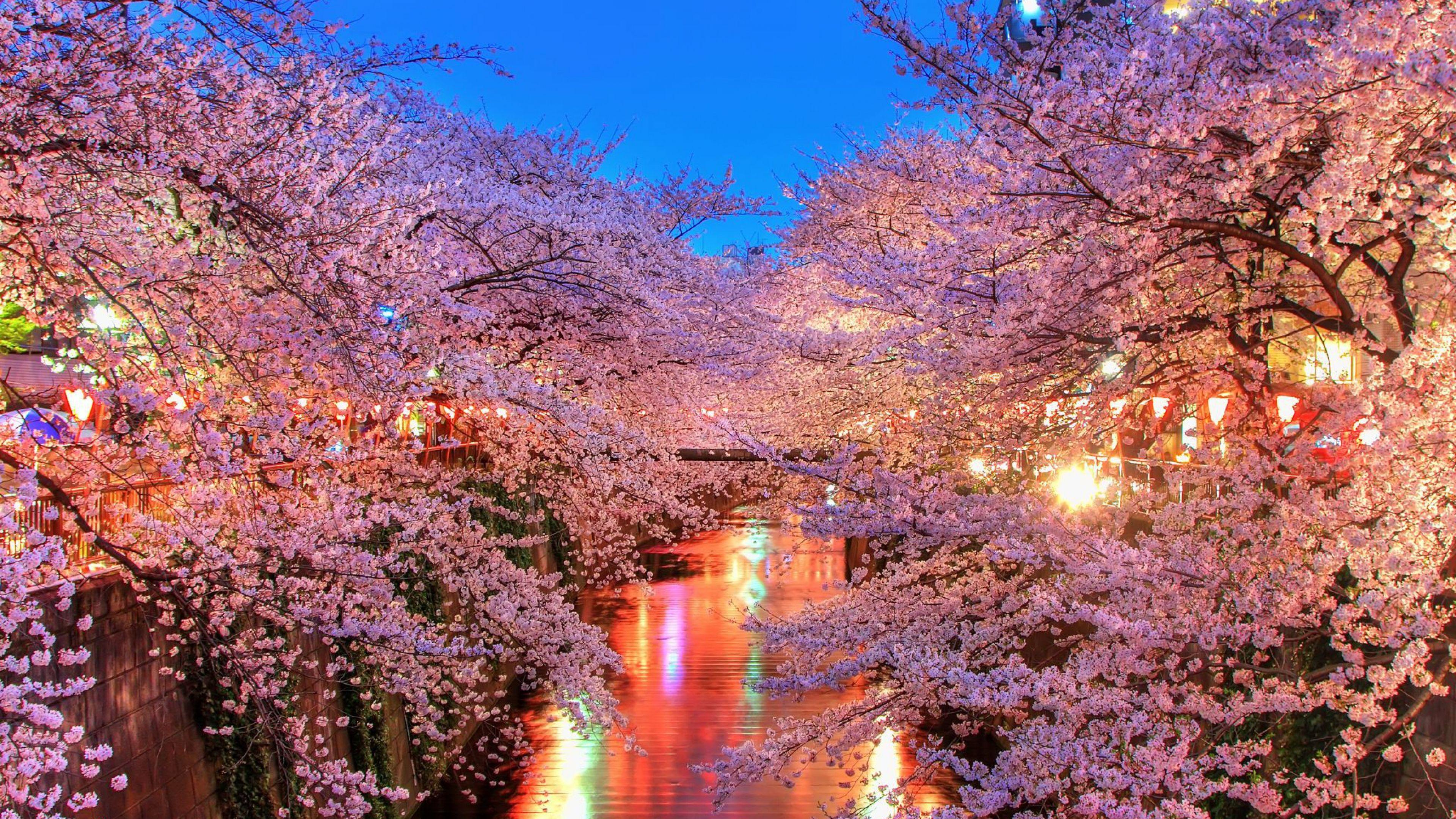 3840x2160 Tải xuống miễn phí hanami Blossom Sakura Japan Wallpaper Background 4K