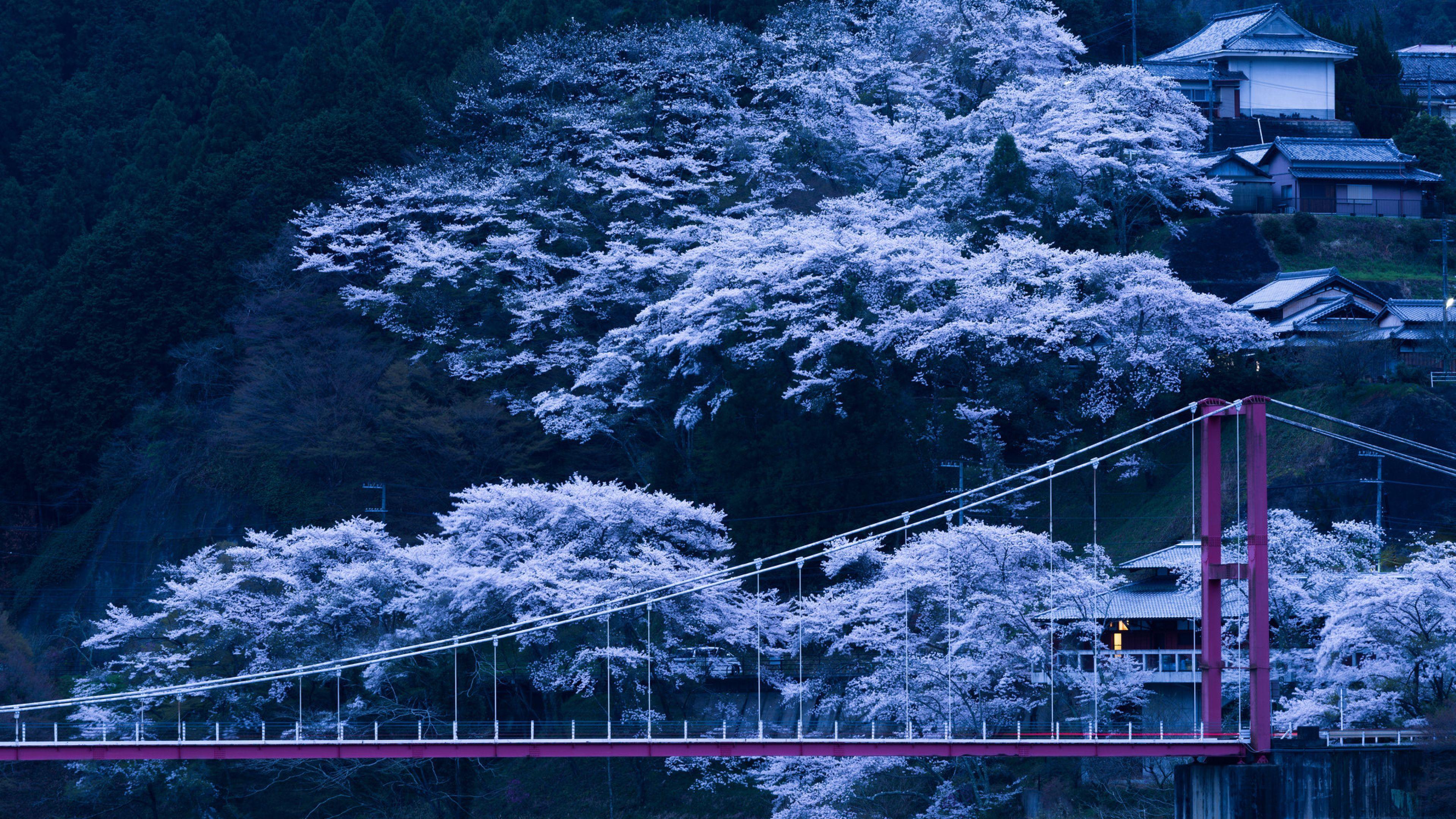 3840x2160 Nhật Bản, cầu, Sakura Hình nền 4K, Thiên nhiên HD 4K