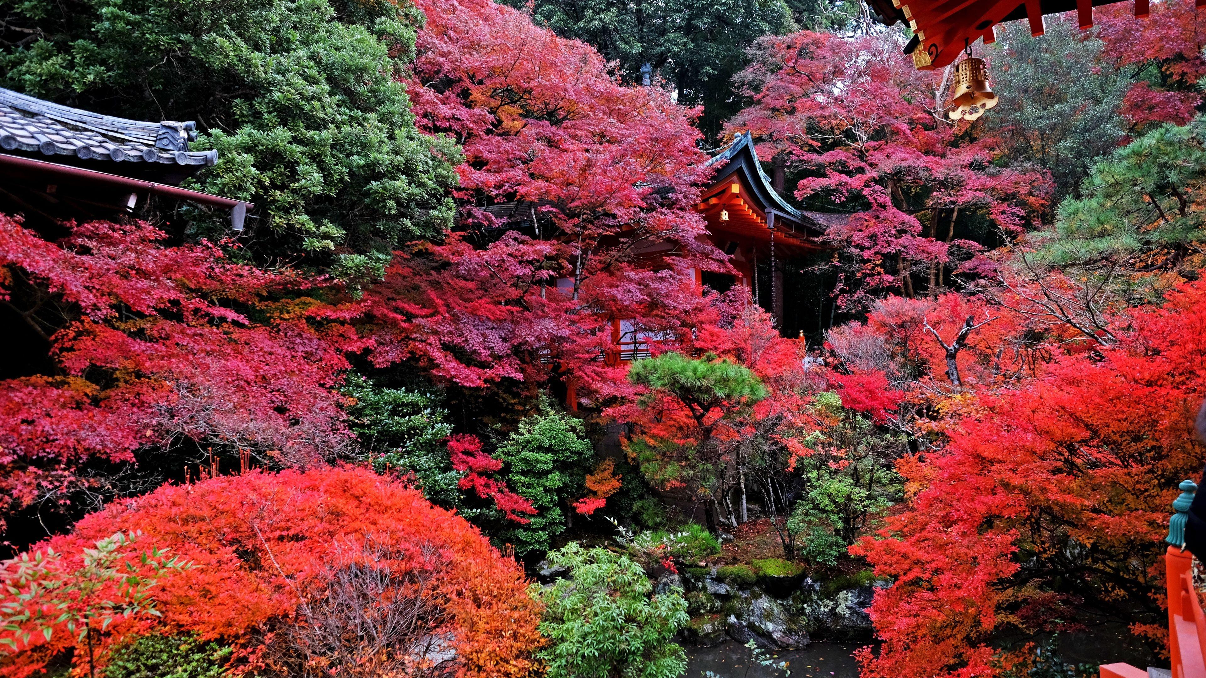 3840x2160 Tải xuống hình nền 3840x2160 ngôi đền, mùa thu, Nhật Bản, kyoto 4k uhd