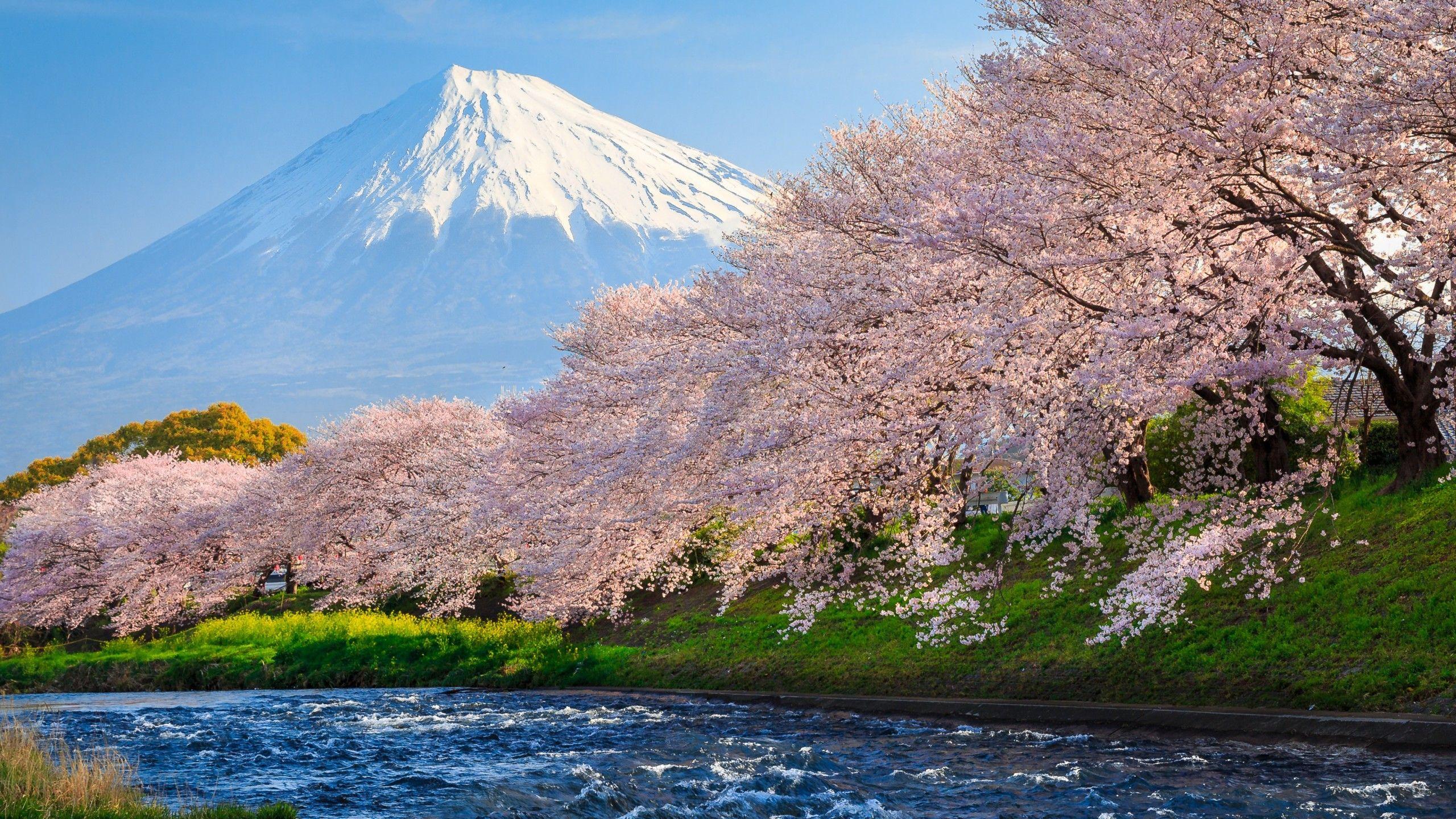 2560x1440 Sakura River Japan 1440P Độ phân giải HD Hình nền 4k