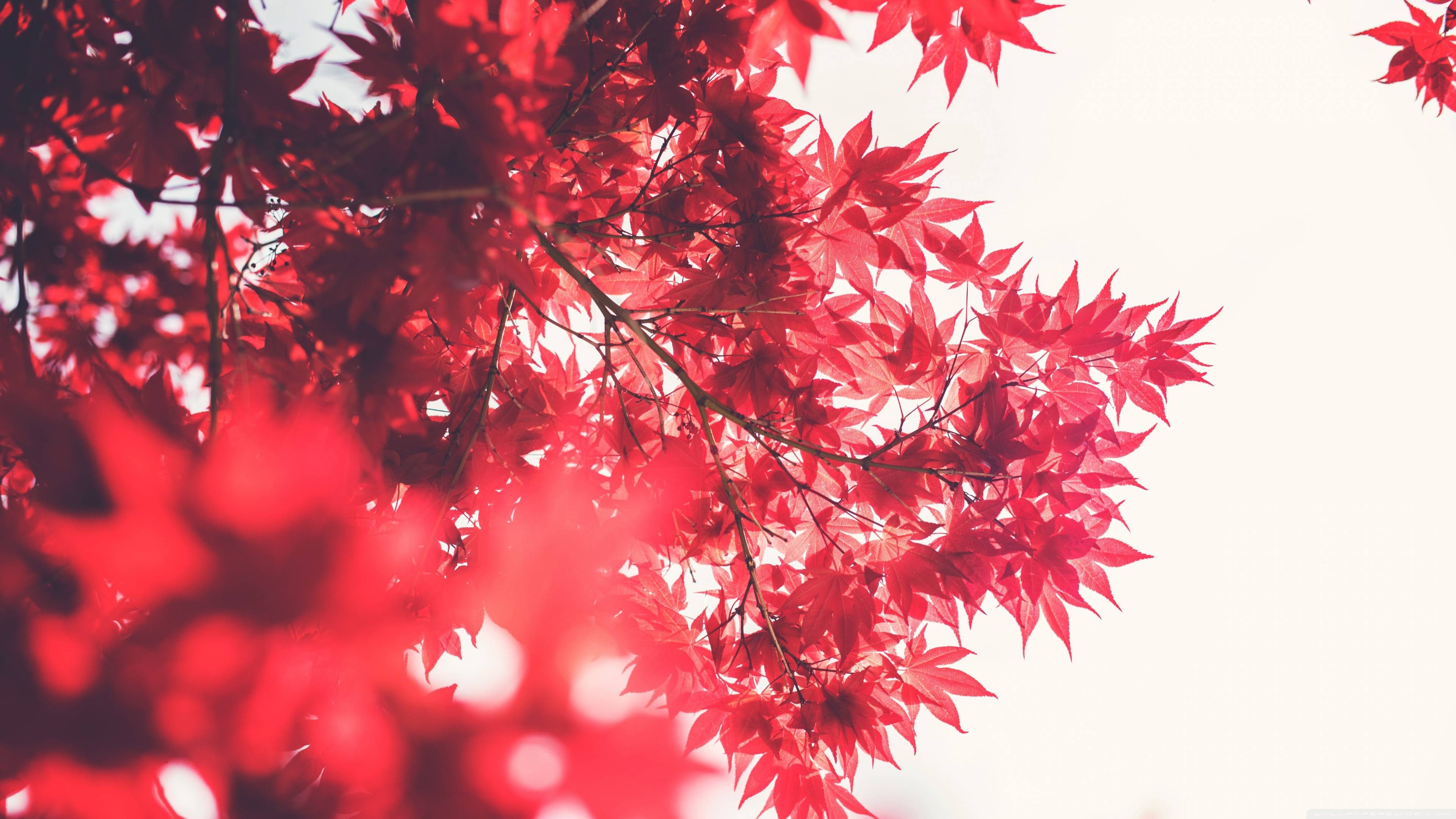 3840x2160 K128YT6 Japan Wallpaper 4K 3840x2160