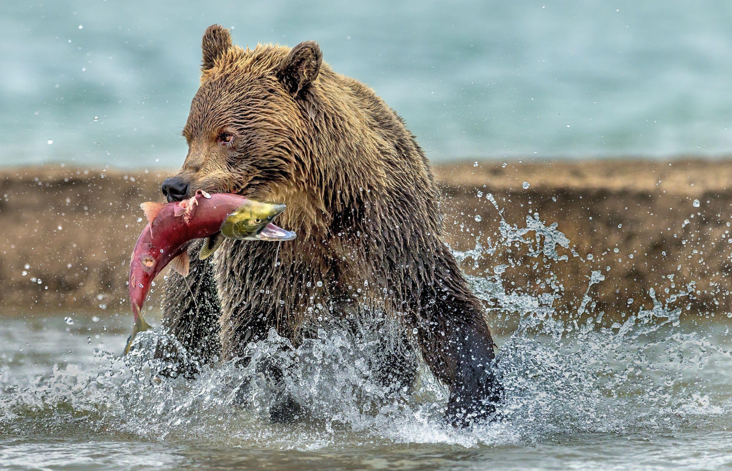 2500x1611 Bear Catching Salmon, Kamchatka, Russia HD Wallpaper. Background