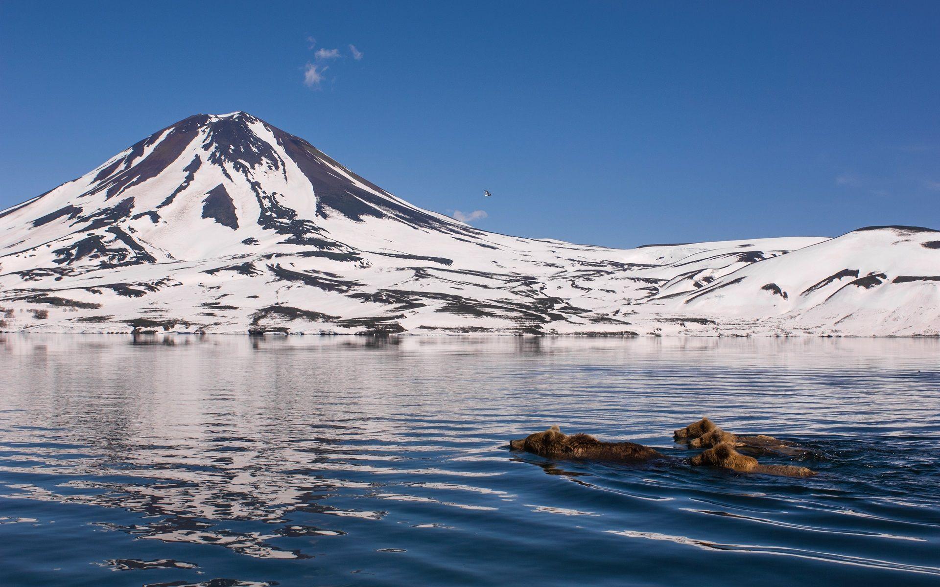 1920x1200 Wallpaper Kamchatka, mountains, snow, lake, bears swimming