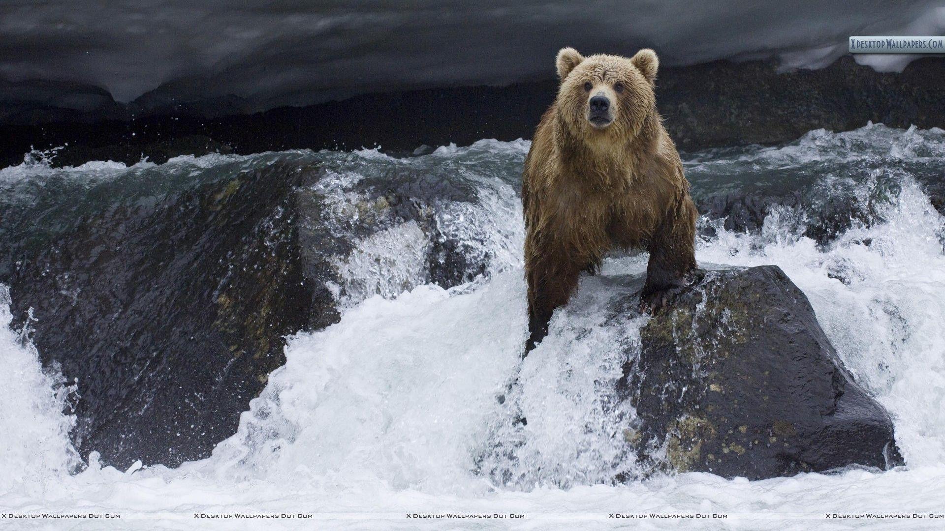 1920x1080 Brown Bear Foraging for Salmon, Kamchatka, Russia Wallpaper