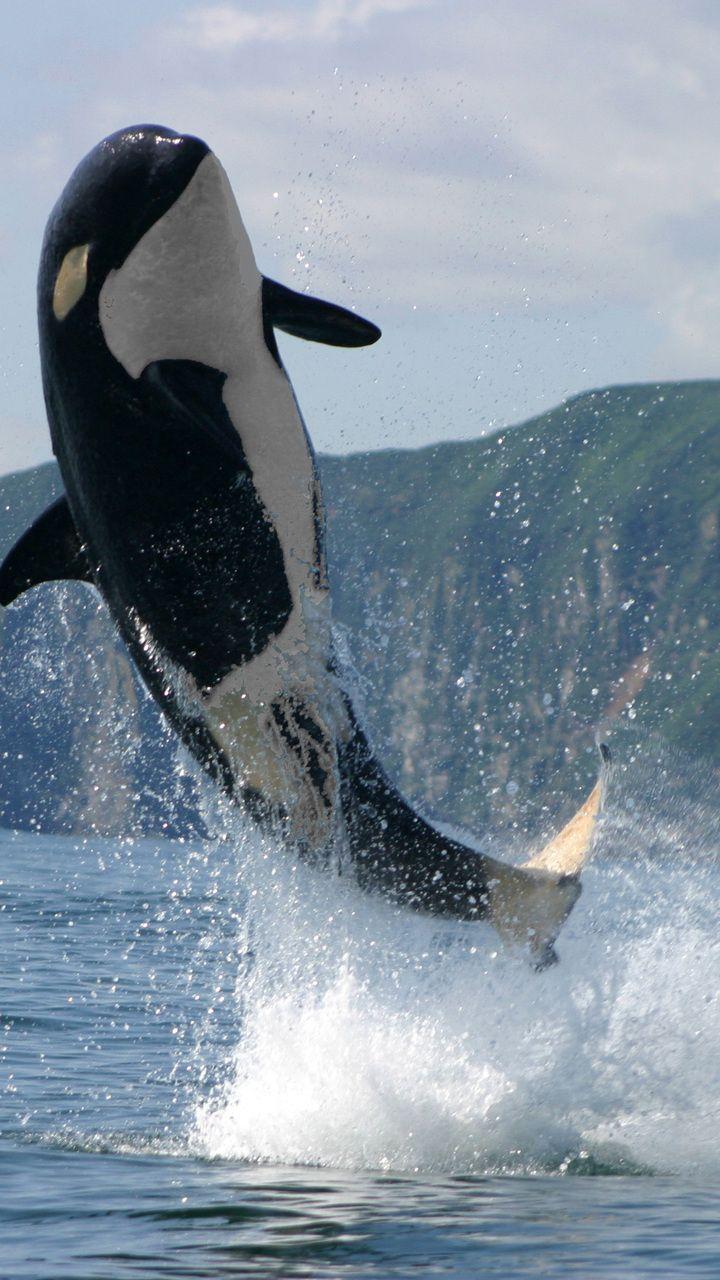 720x1280 kamchatka, jump, mountains, photo, orca, sea desktop