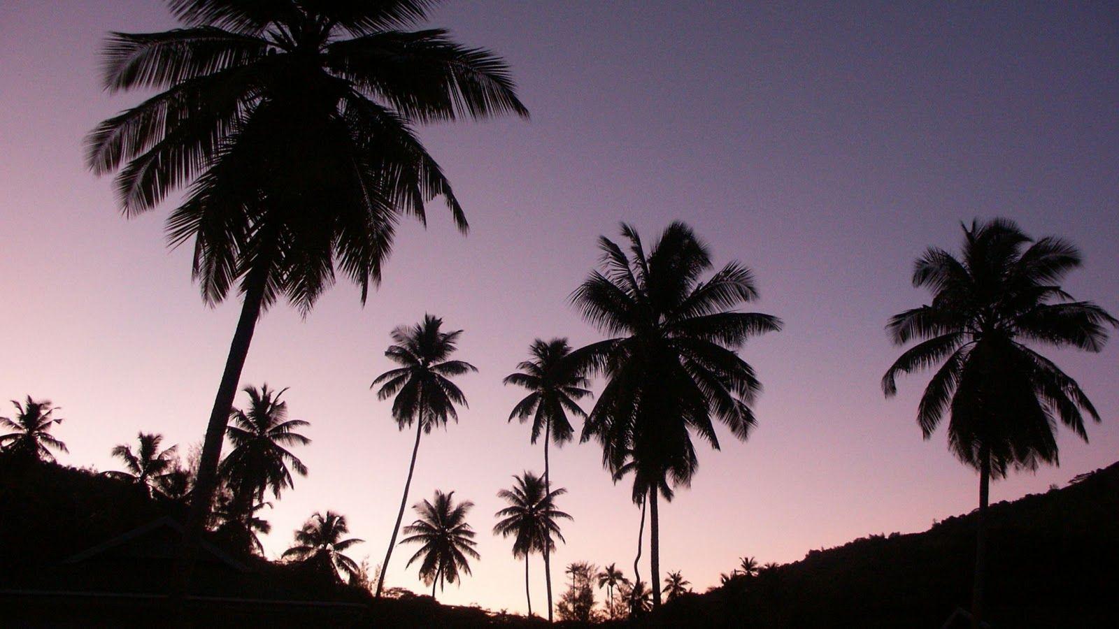 Palm tree branches leaves HD phone wallpaper  Peakpx