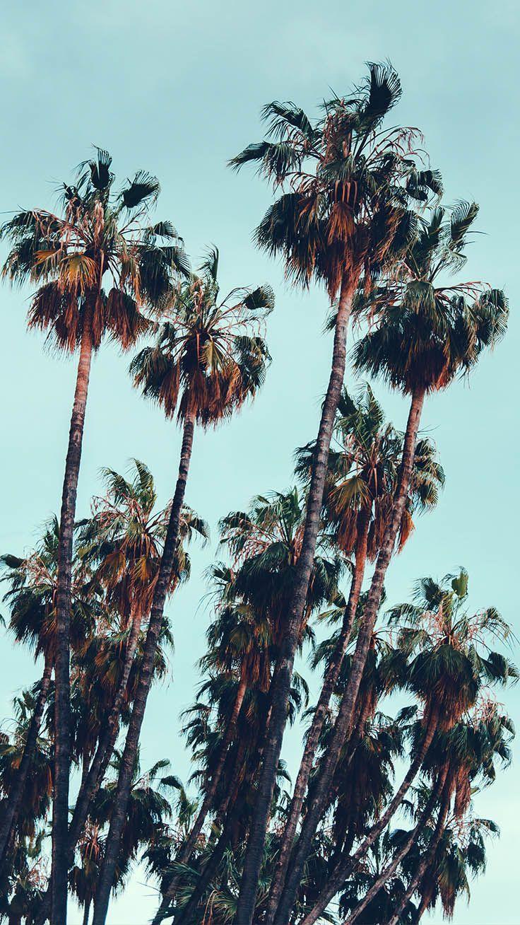 736x1308 Let's go Coconuts! Enjoy 10 Tropical iPhone Wallpaper!. Palm