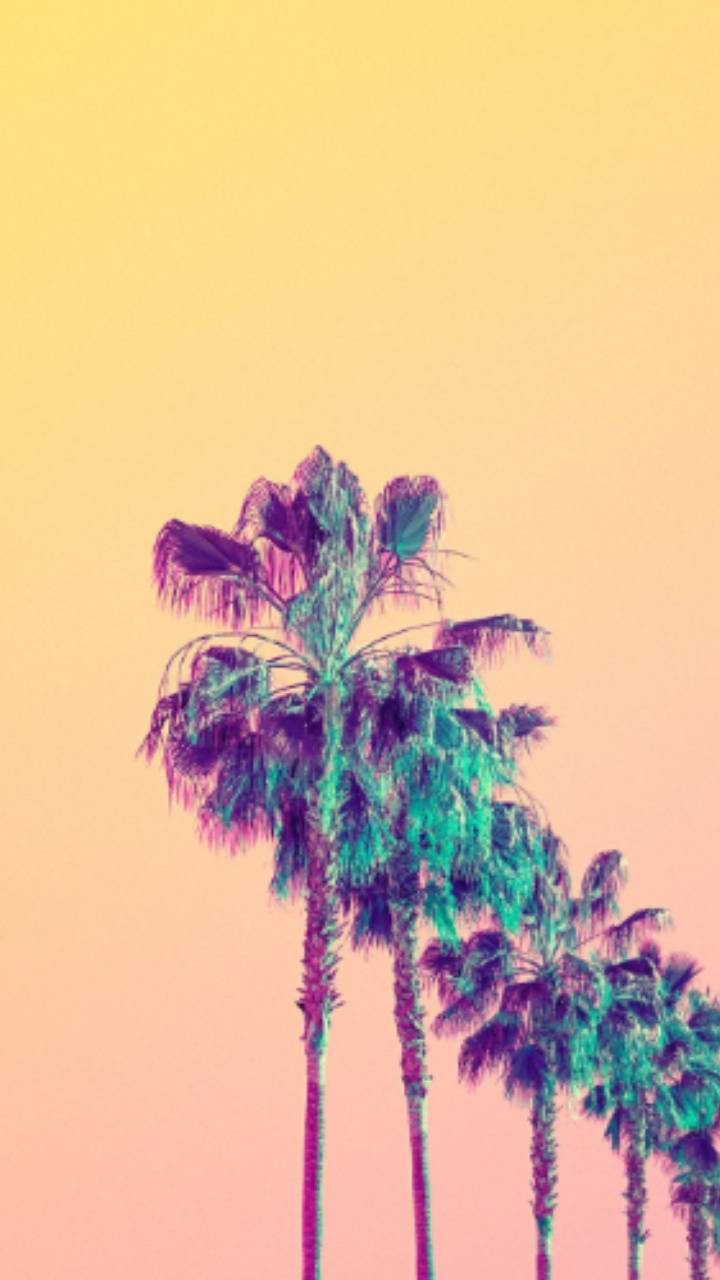 Aesthetic Palm Tree Wallpapers Top Free Aesthetic Palm Tree