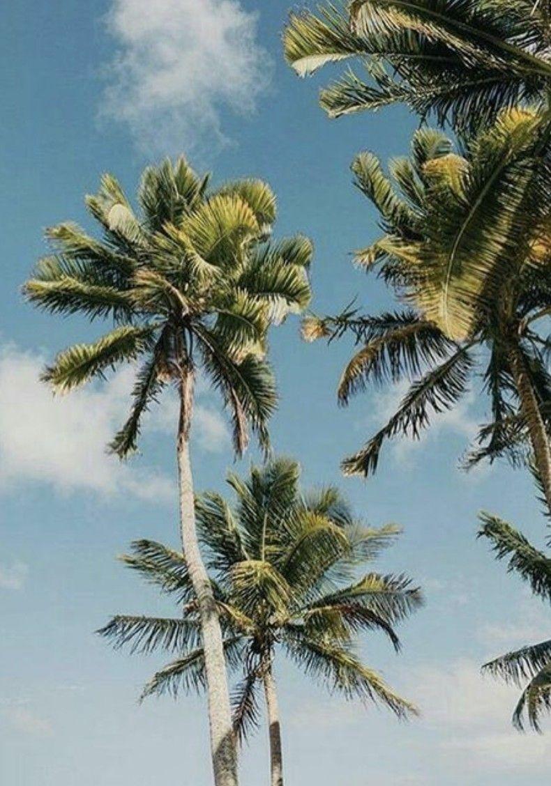Aesthetic Palm Tree Wallpapers Top Free Aesthetic Palm Tree Backgrounds Wallpaperaccess