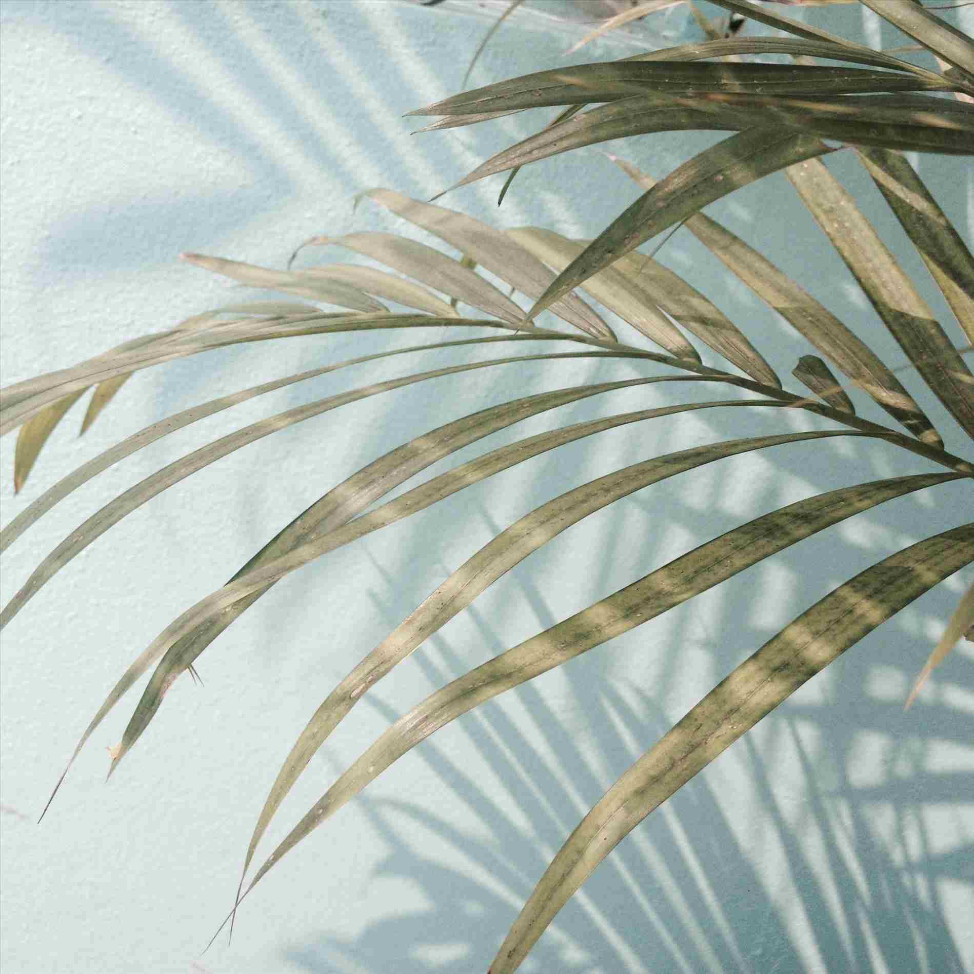 1899x1899 Pastel Palm Tree Aesthetic, Download Wallpaper