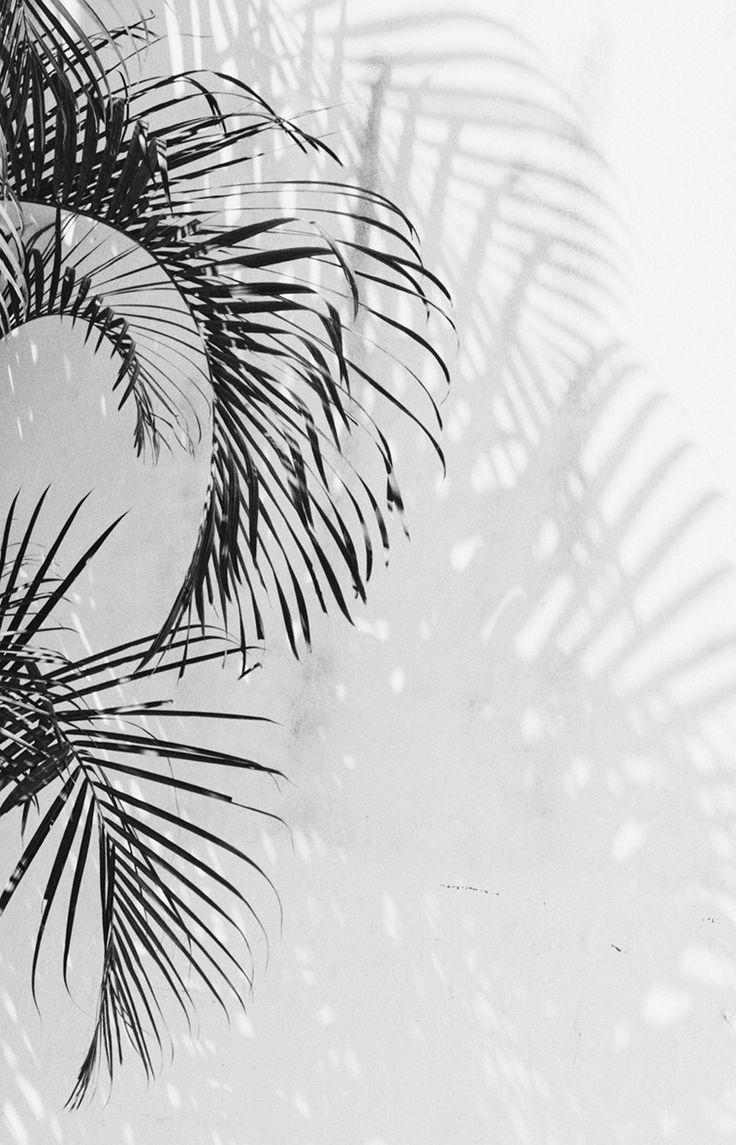 Aesthetic Palm Tree Wallpapers Top Free Aesthetic Palm Tree