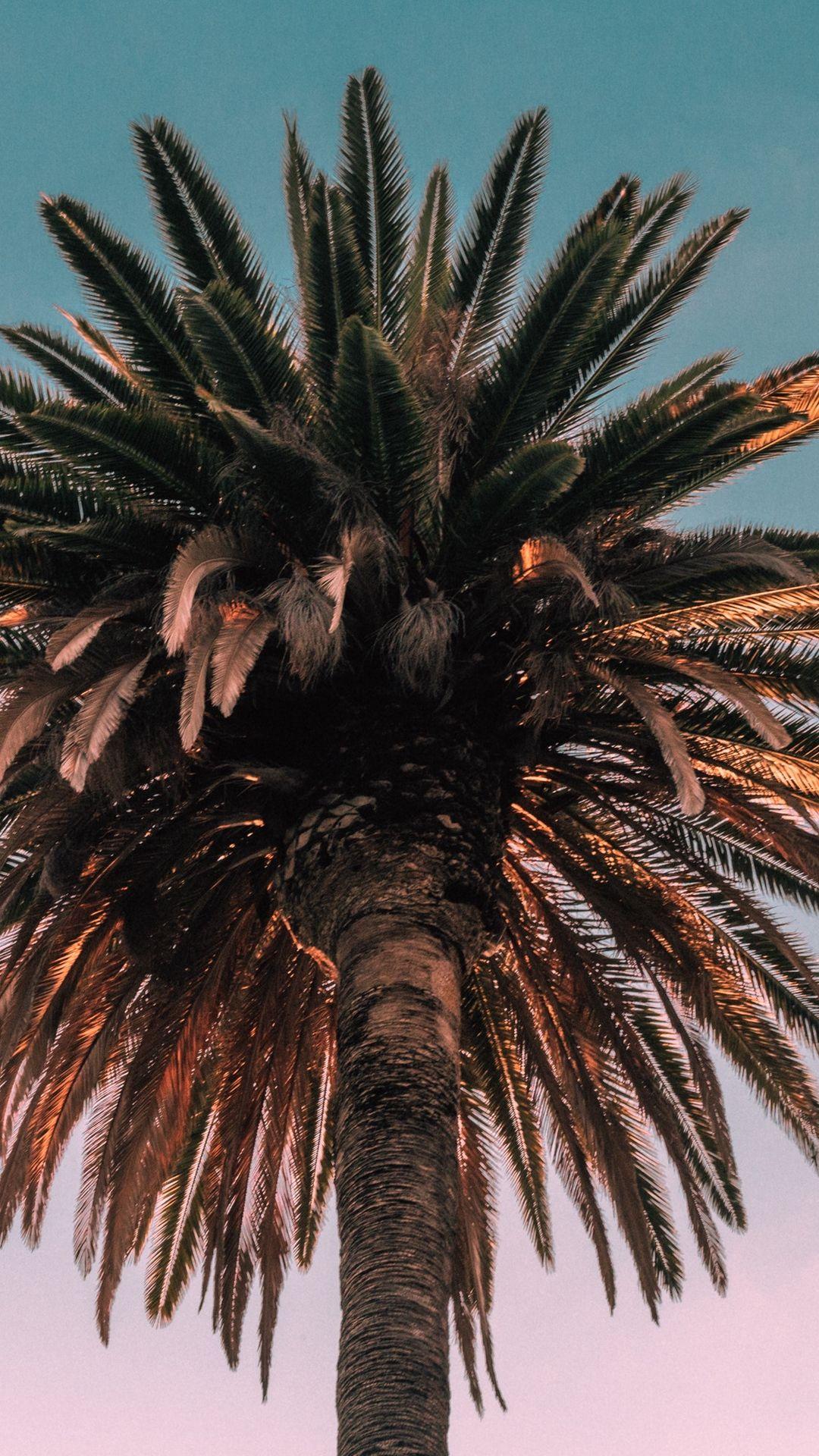 1080x1920 Download wallpaper 1080x1920 palm, tree, bottom view samsung
