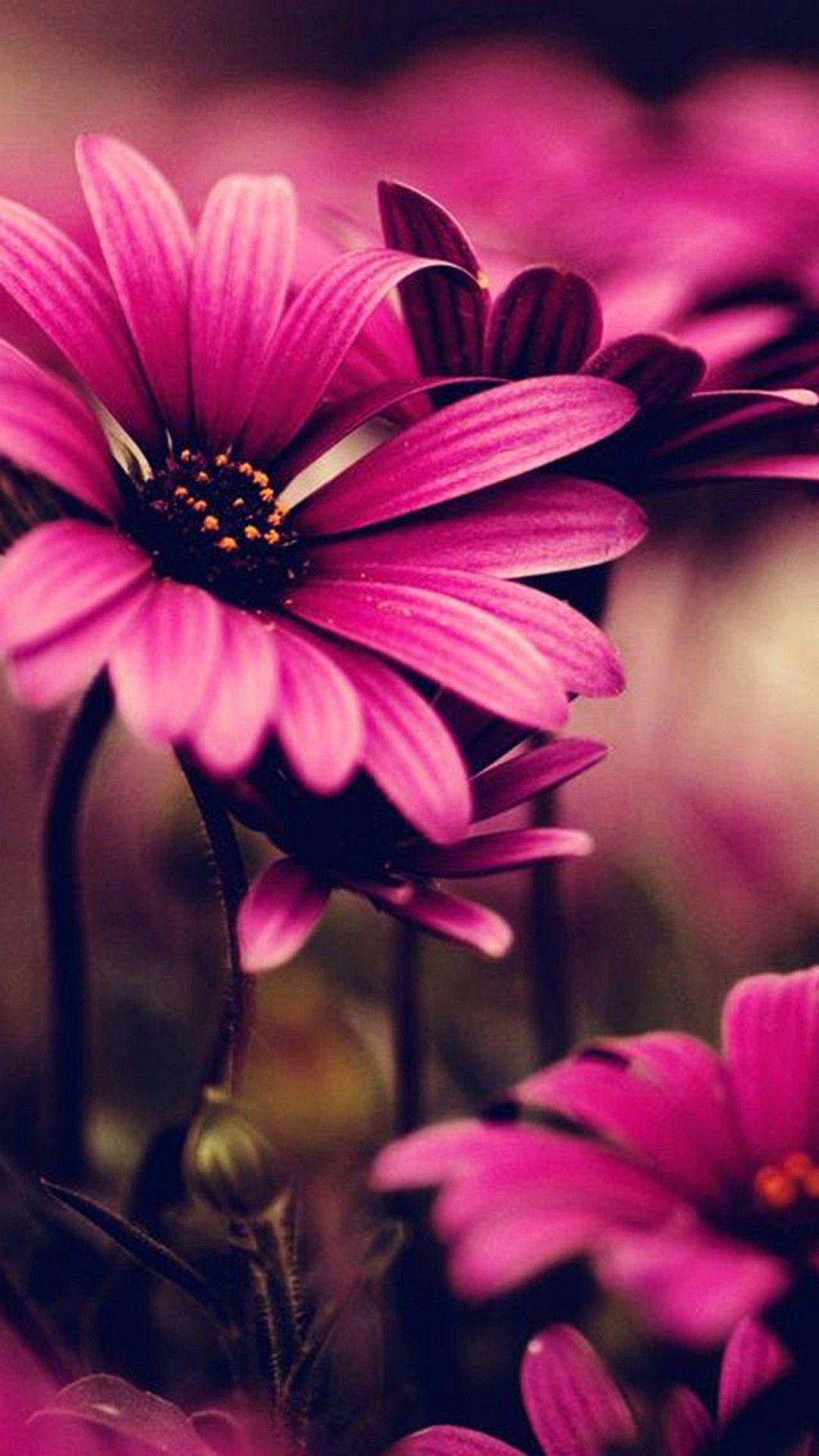 Flower Iphone Wallpapers Top Free Flower Iphone Backgrounds