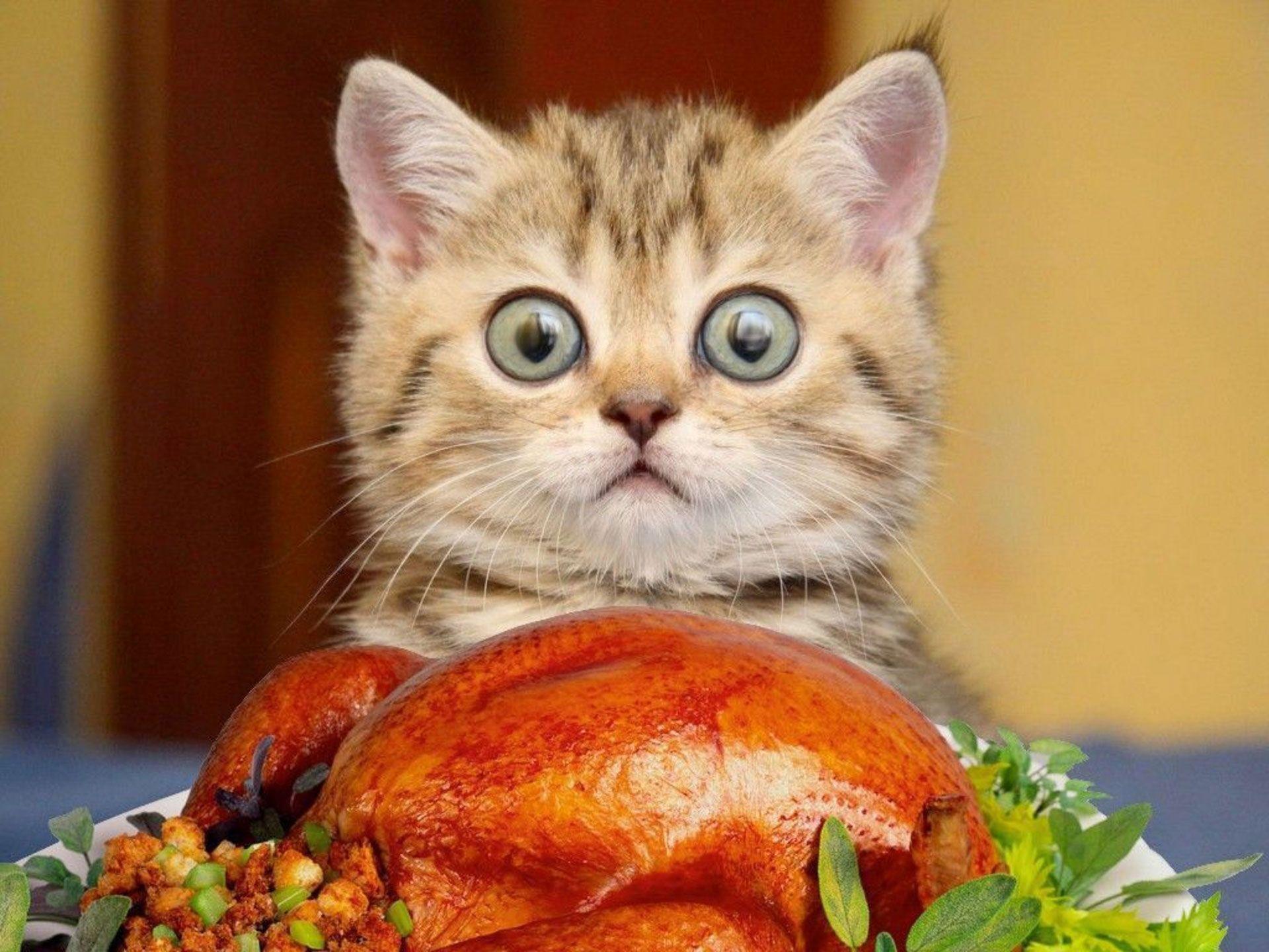 Thanksgiving Cat Wallpapers - Top Free Thanksgiving Cat Backgrounds ...