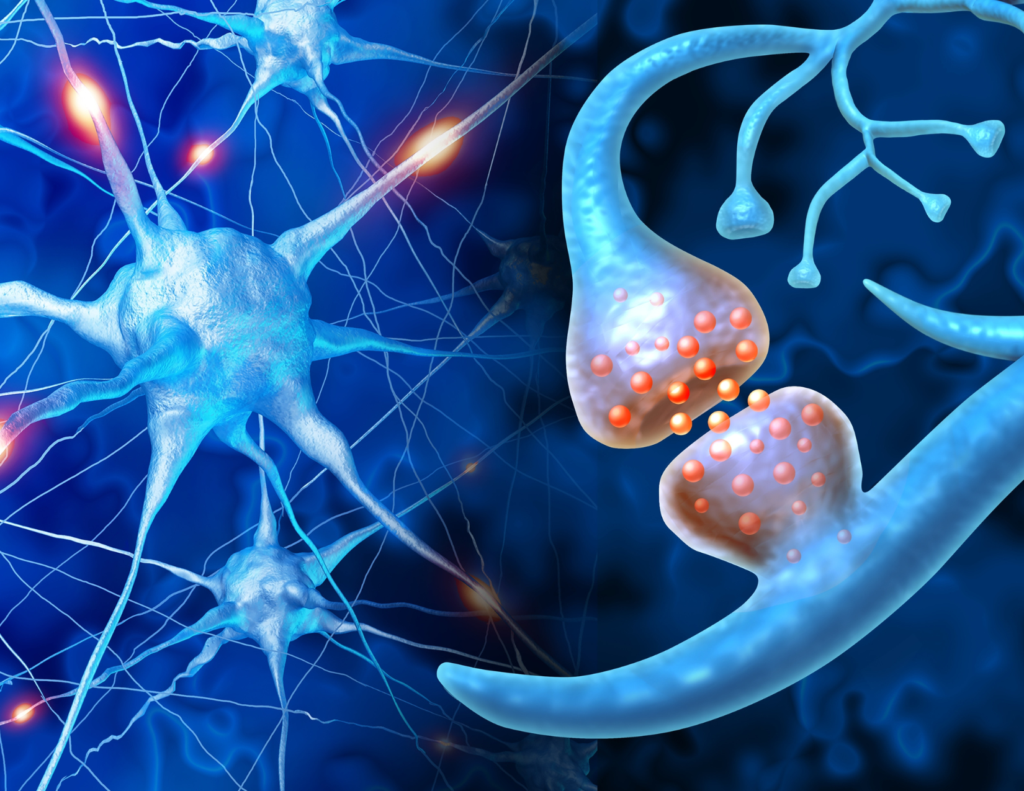 1024x791 Neuroplasticity: How Your Brain Adapts and Evolves Through Experience