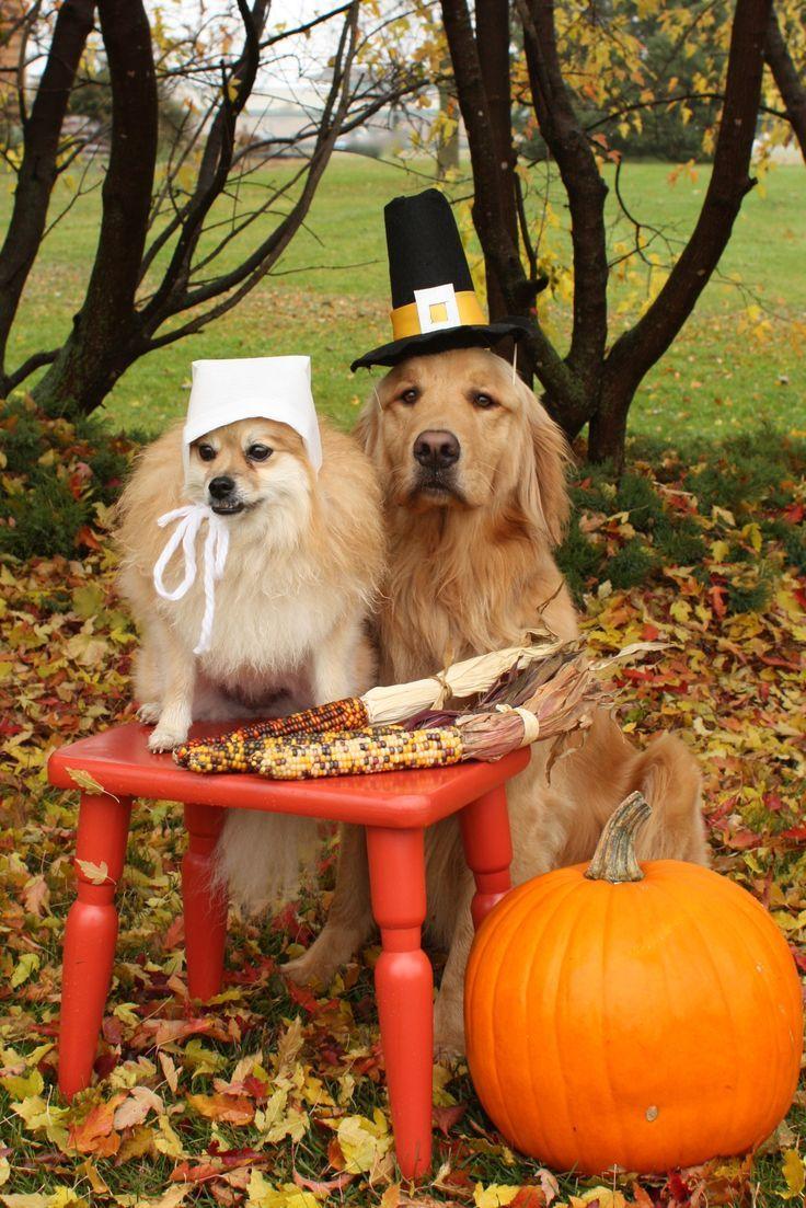 Funny Animal Thanksgiving Wallpapers - Top Free Funny Animal