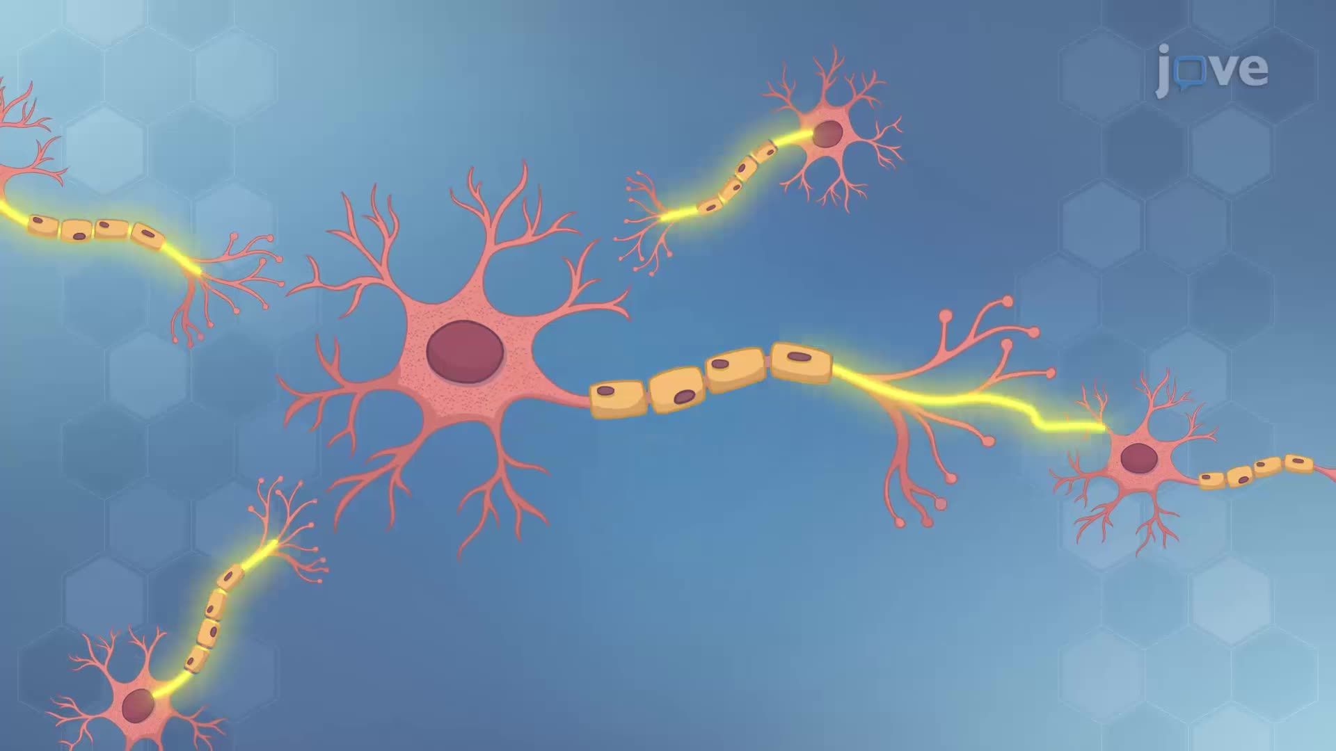 1920x1080 Neuroplasticity