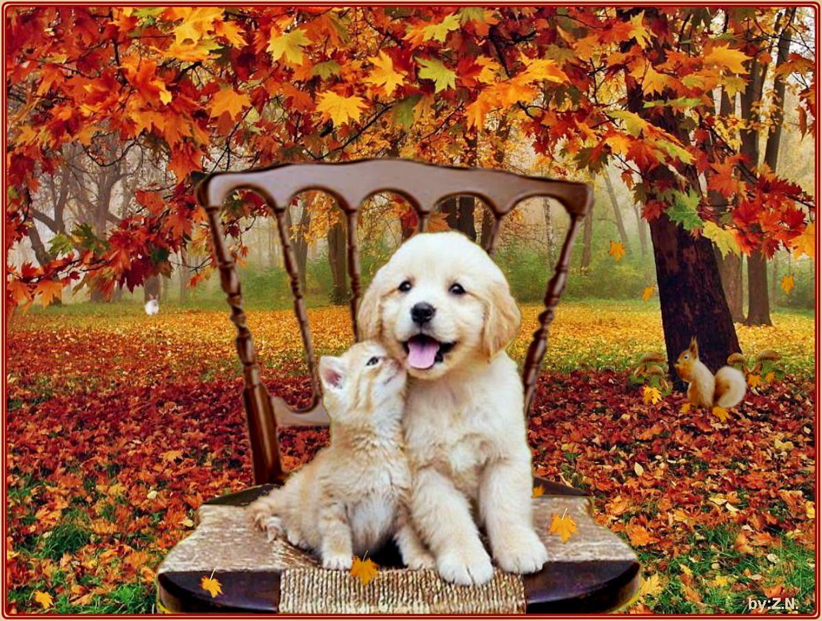  Cute  Animal  Thanksgiving  Wallpapers  Top Free Cute  Animal  