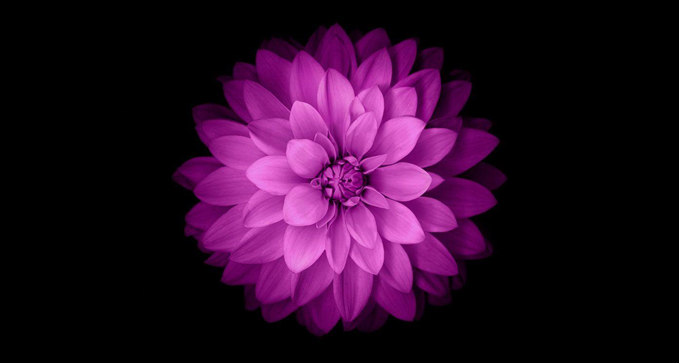 Purple Flower Desktop Wallpapers - Top Free Purple Flower Desktop ...