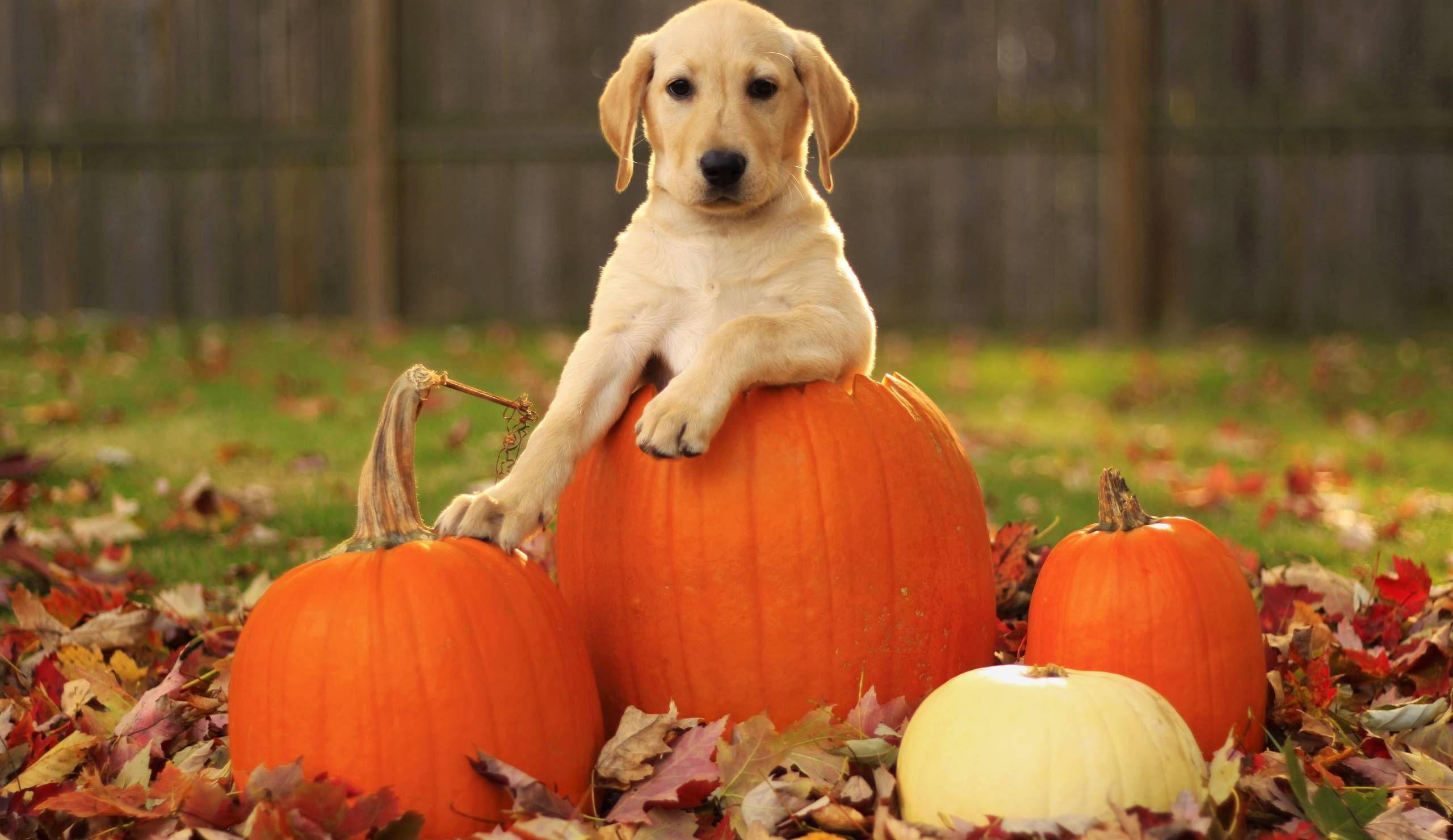 Funny Animal Thanksgiving Wallpapers - Top Free Funny Animal