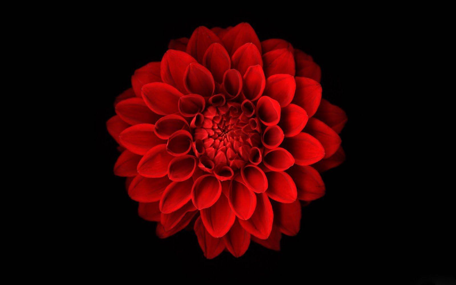 Iphone Red Flower Background Flowers Healthy