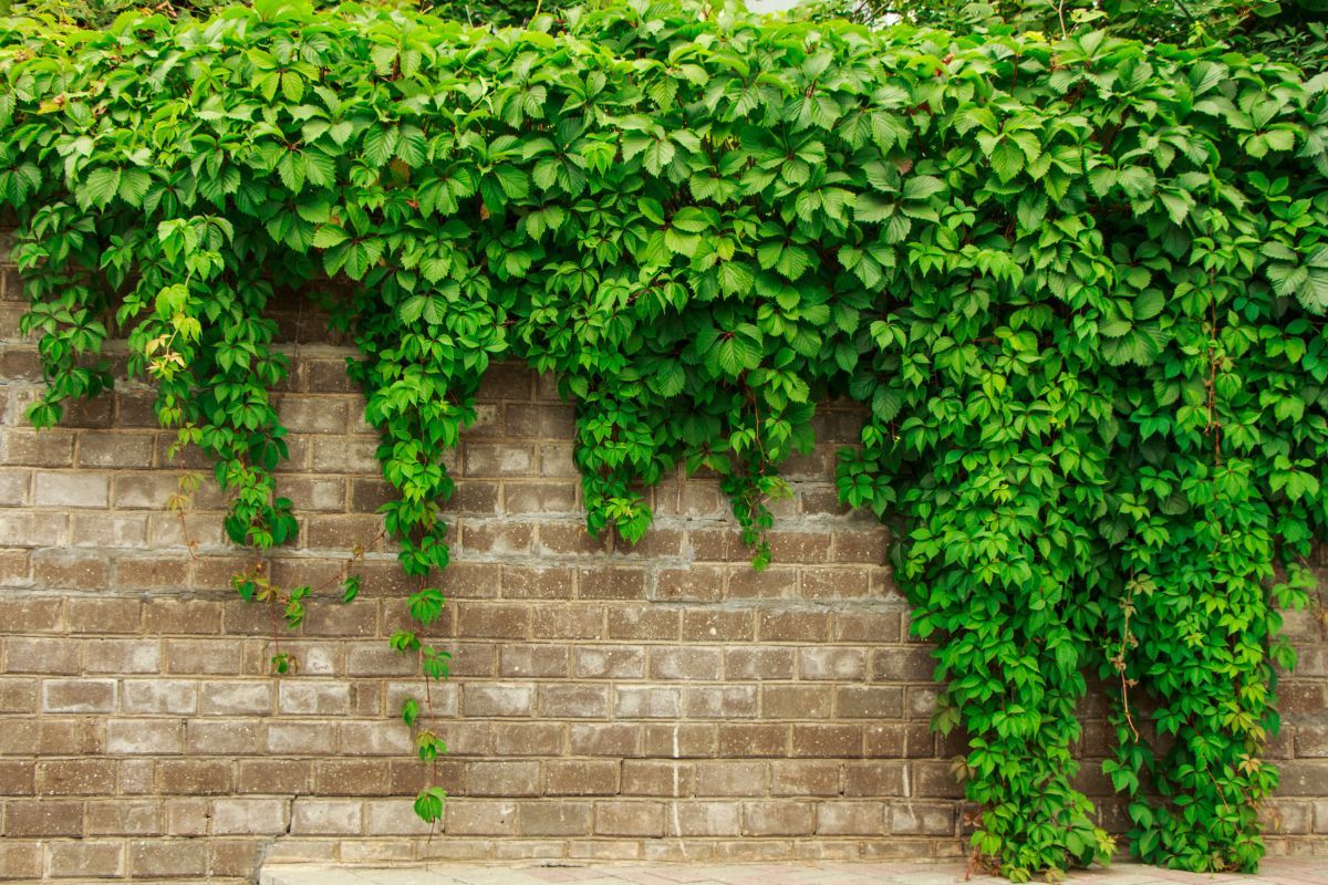 1200x800 Green Ivy Leaves On A Brick Wall Mural Wallpaper®