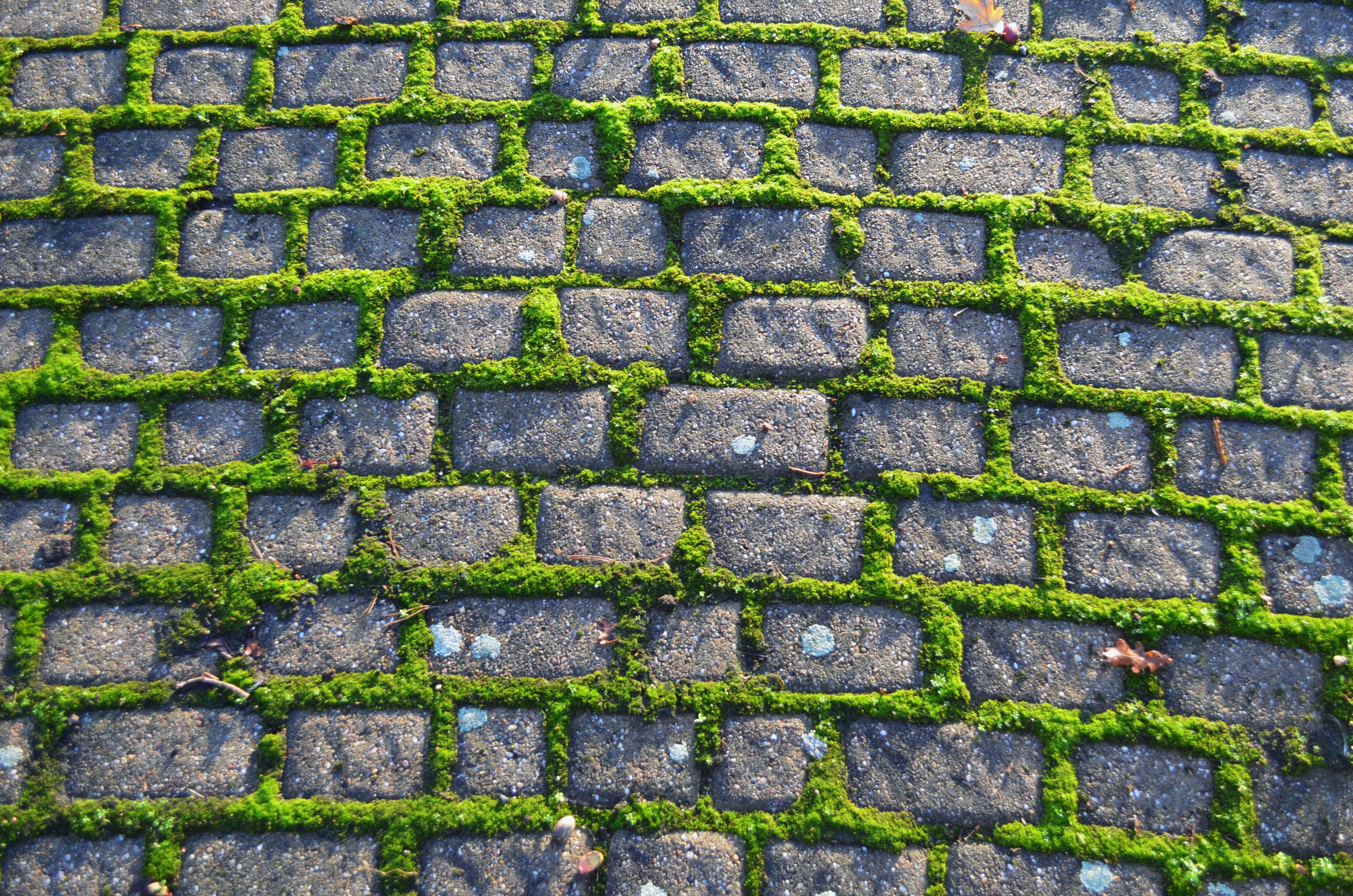 4928x3264 Free Image : grass, texture, roof, old, cobblestone, asphalt, pavement, moss, green, soil, stone wall, brick, material, background, net, wallpaper, footpath, brickwork, flooring, road surface, outdoor structure 4928x3264 - stock