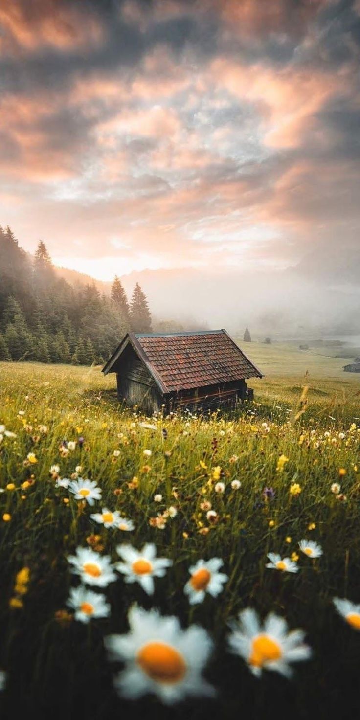 736x1472 Nice View Wallpaper & Background Download