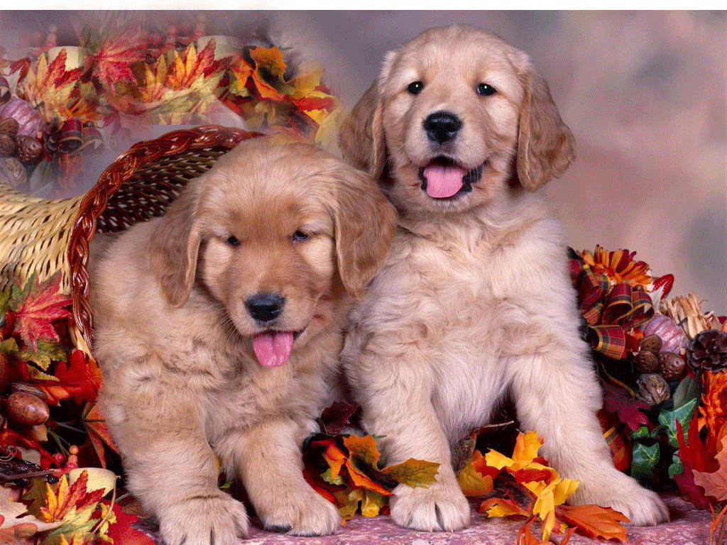 1024x768 entries in Free Thanksgiving Wallpaper group