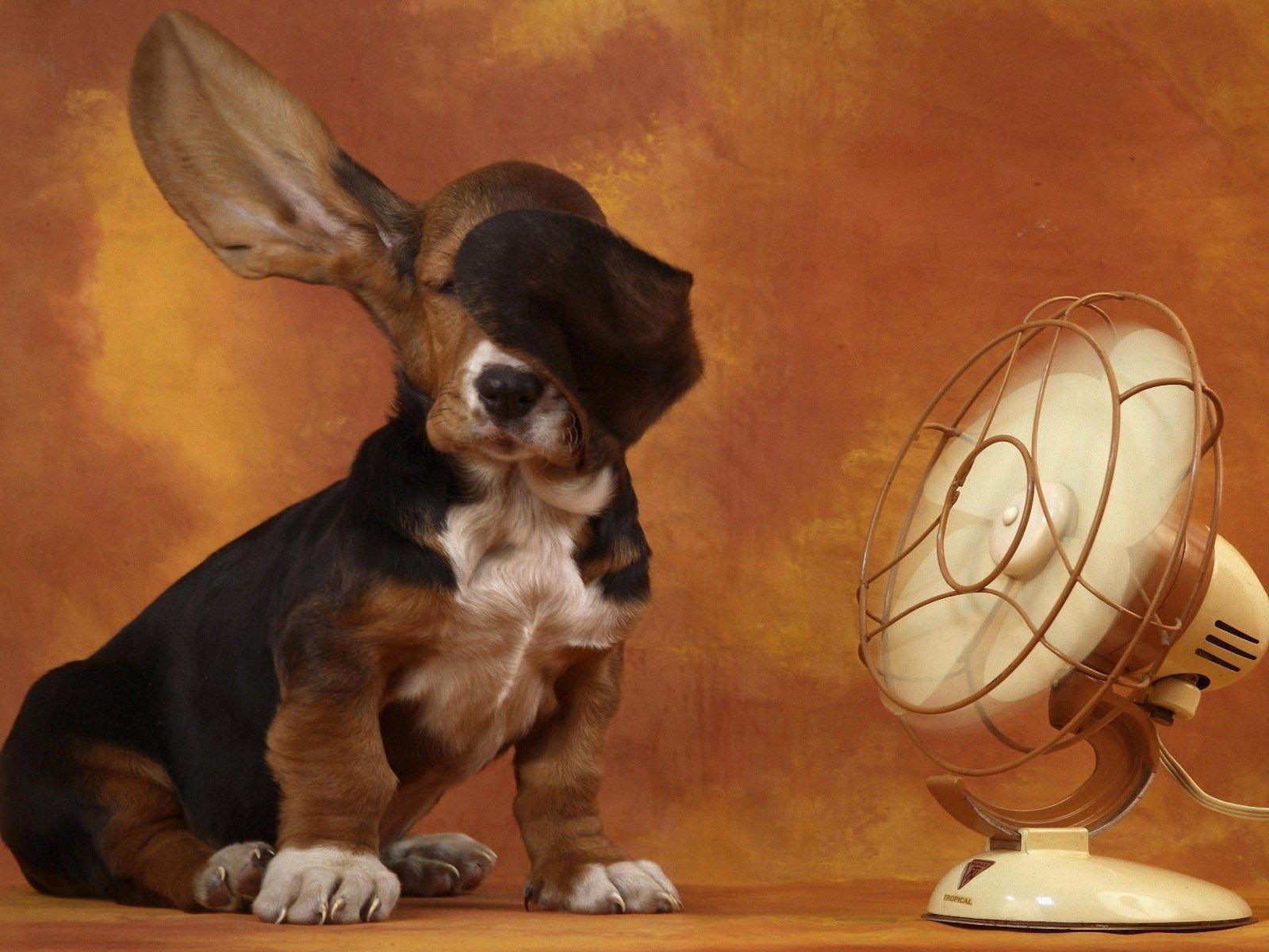 1600x1200 Funny Dog Wallpaper for Desktop
