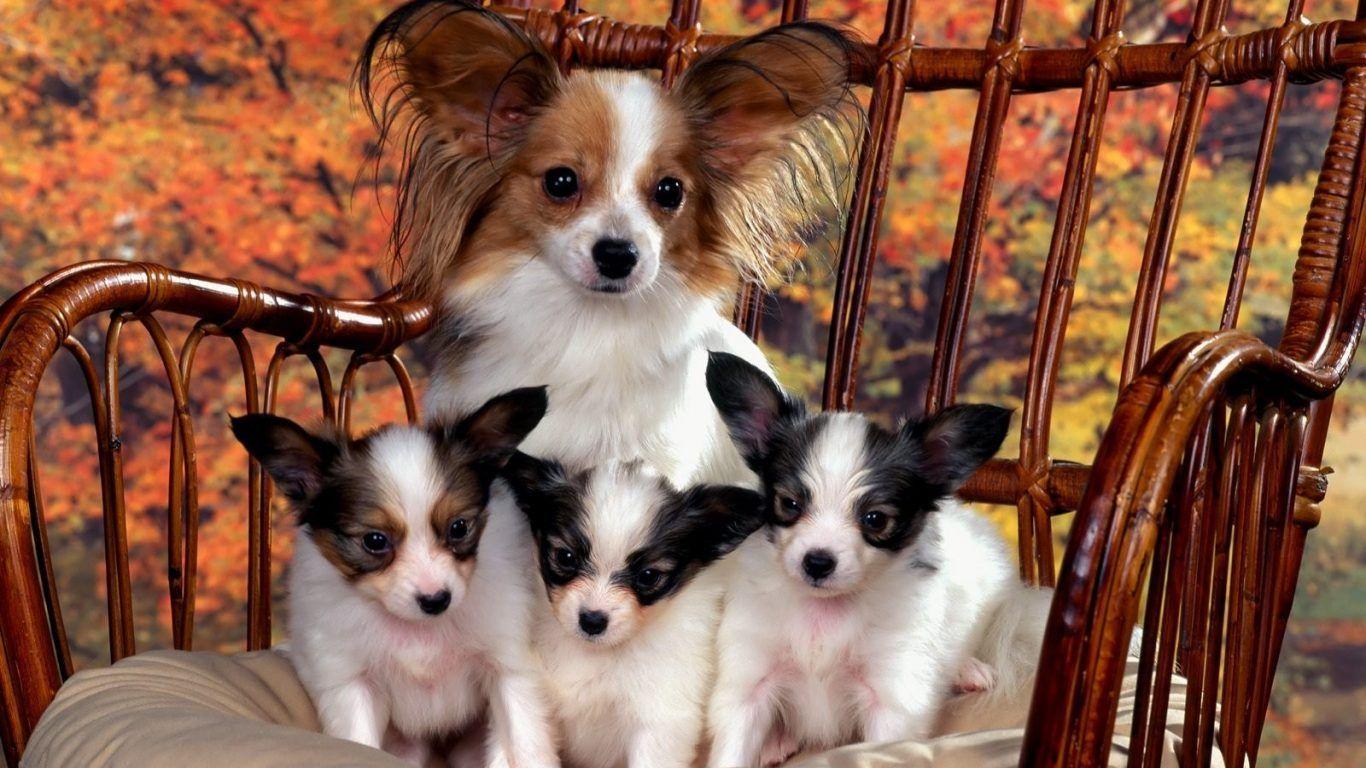 1366x768 Dogs Pink Animal Cute Hello Adorable Puppies Everybody Funny Dog