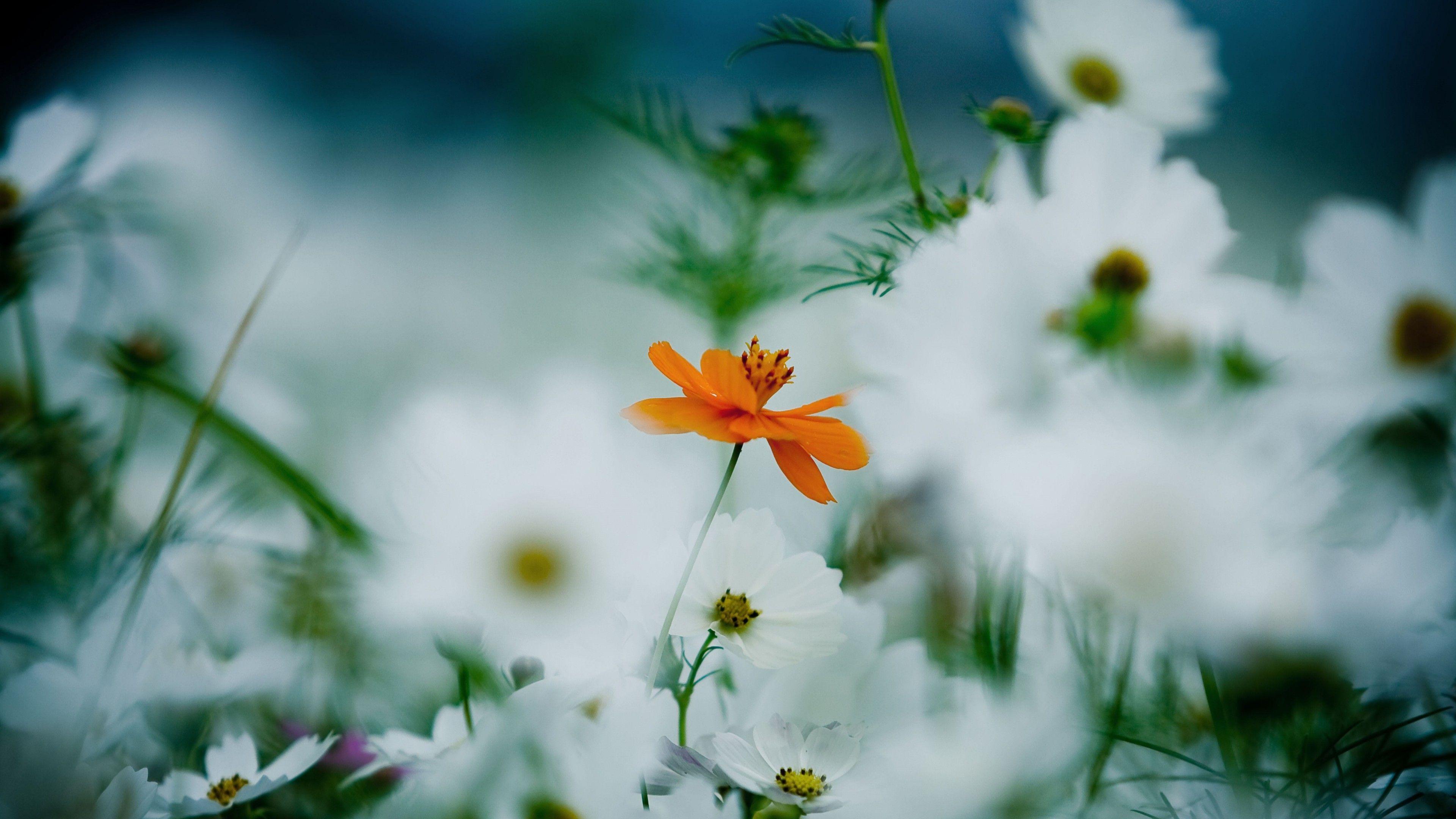 3840x2160 Wallpaper Flowers, 4k, HD wallpaper, 8k, daisies, cosmos flower, white, orange, Nature