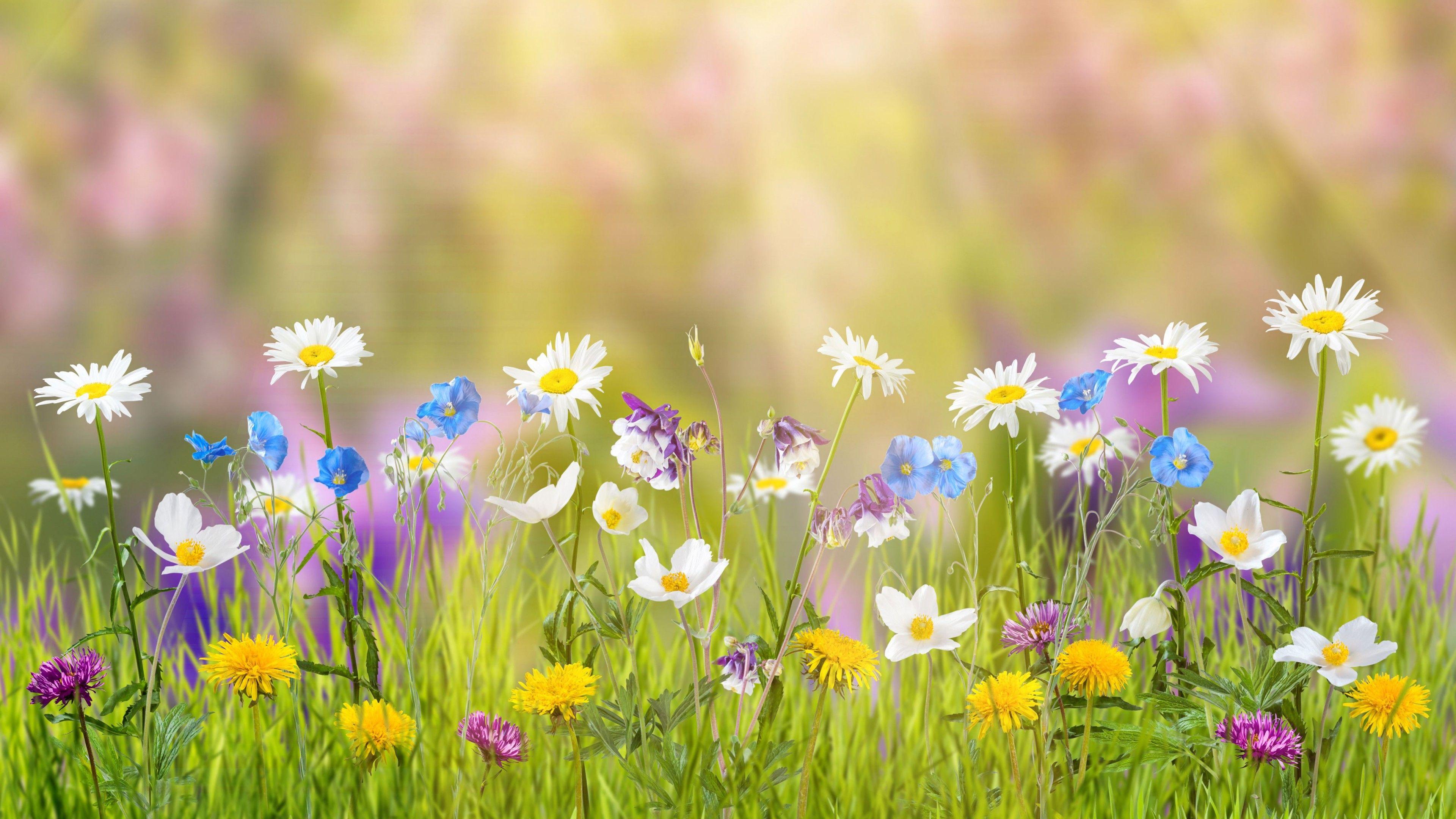 3840 X 2160 Spring Wallpapers - Top Free 3840 X 2160 Spring Backgrounds ...