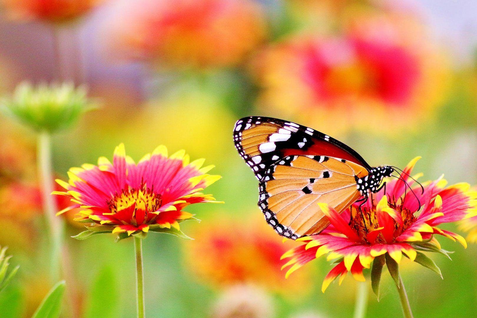 1620x1080 Flower Wallpaper, 4k, Butterfly, Colorful, Flower, Hd, Flowers