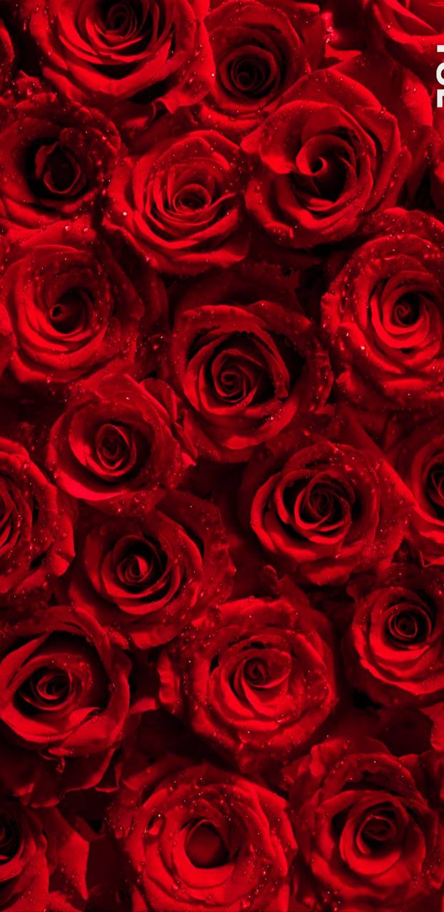 623x1280 Rose flowers 4K wallpaper