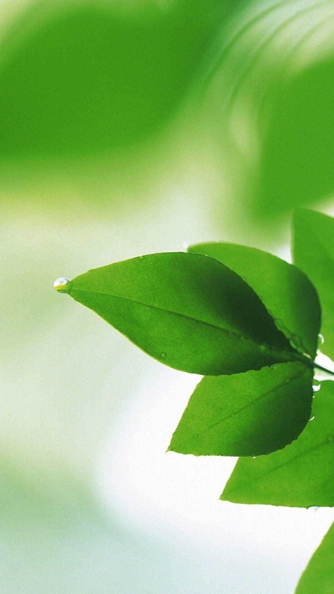 1080x1920 Wet Green Leaves Oppo Find Wallpaper HD Mobile A3s Full HD