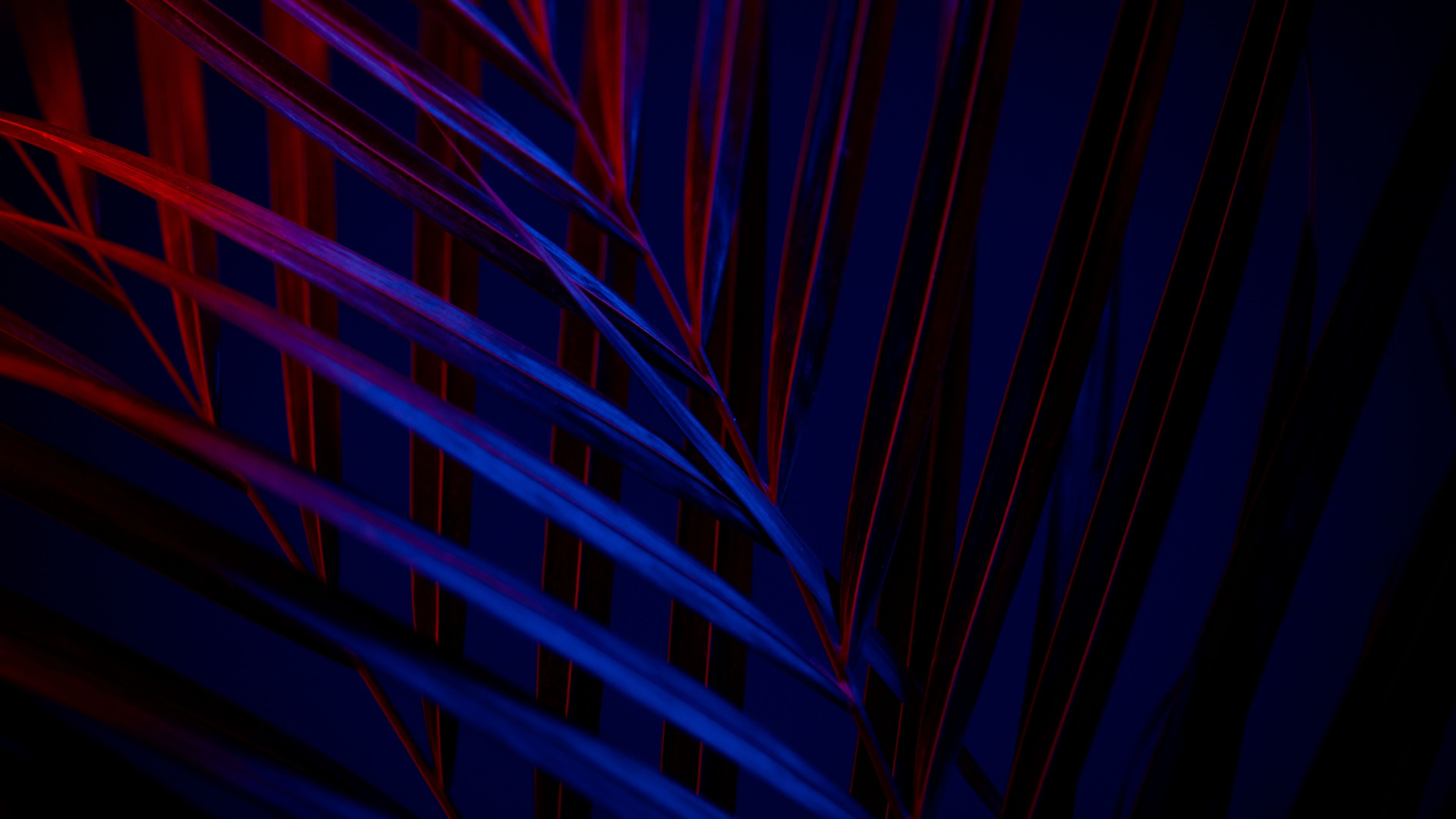 3840x2160 Plant Wallpaper 4K, Dark background, Leaves, Blue