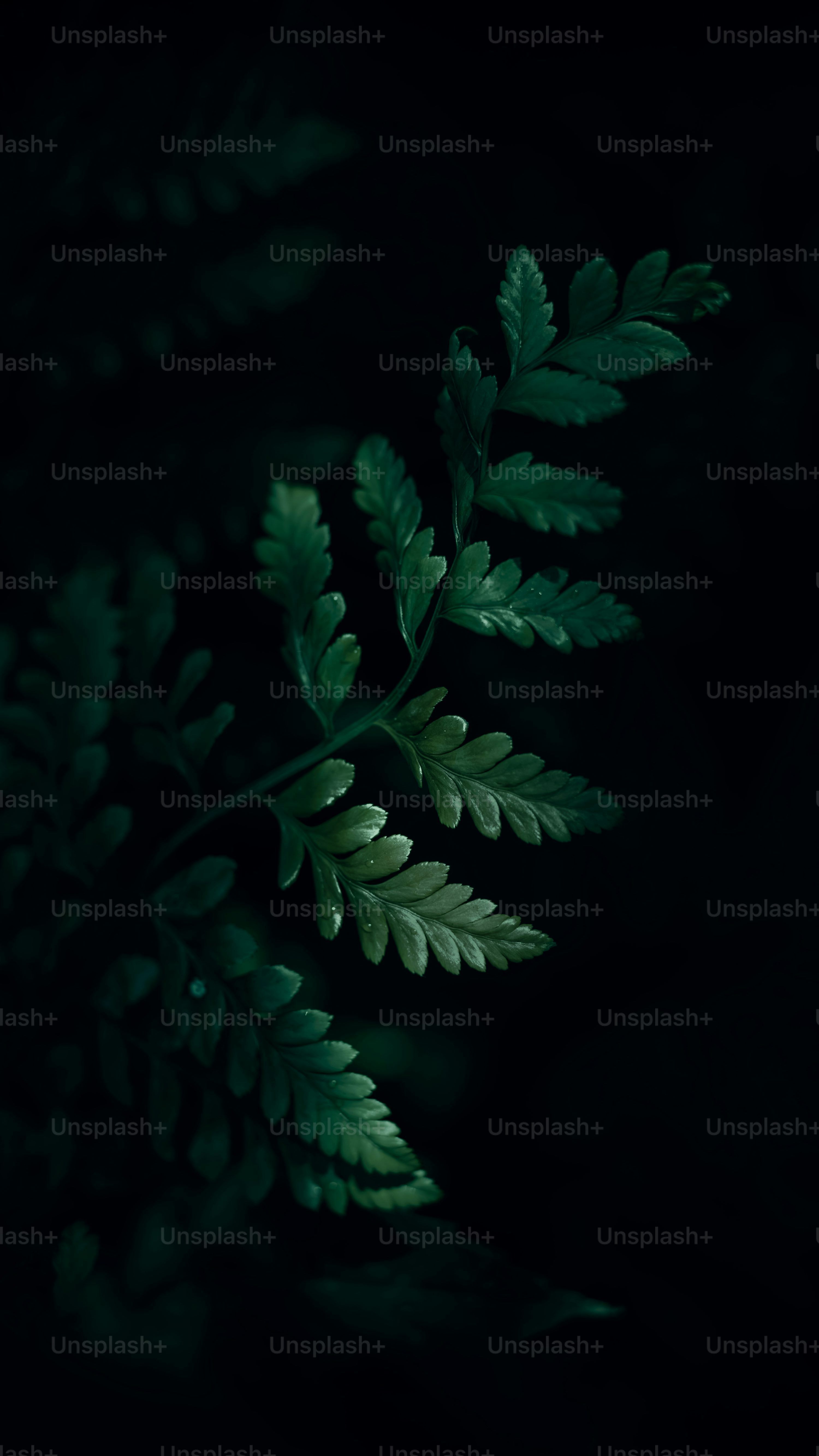 3000x5334 Dark Green Wallpaper Picture. Download Free Image