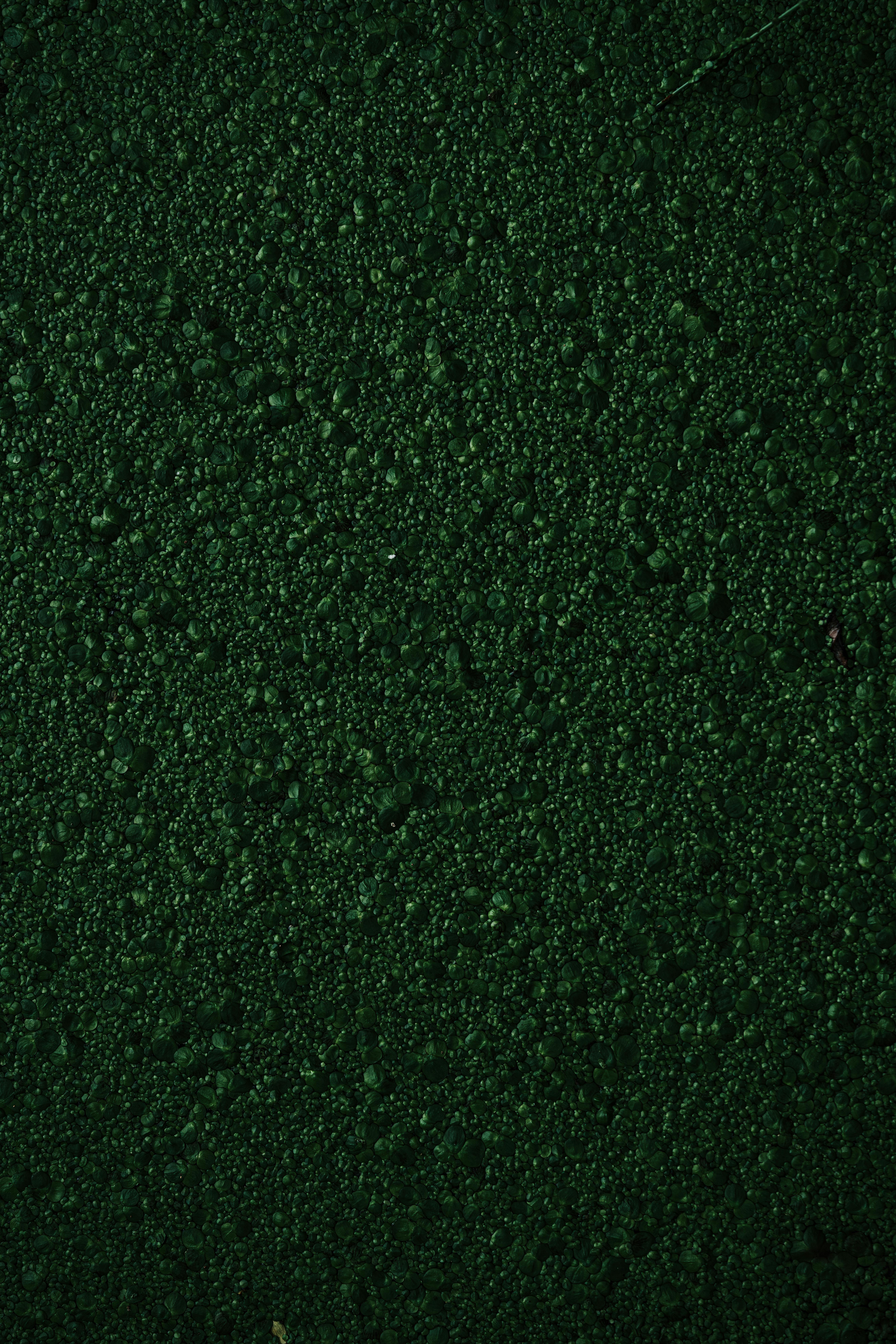 5304x7952 Dark Green Background Photo, Download The BEST Free Dark Green Background & HD Image