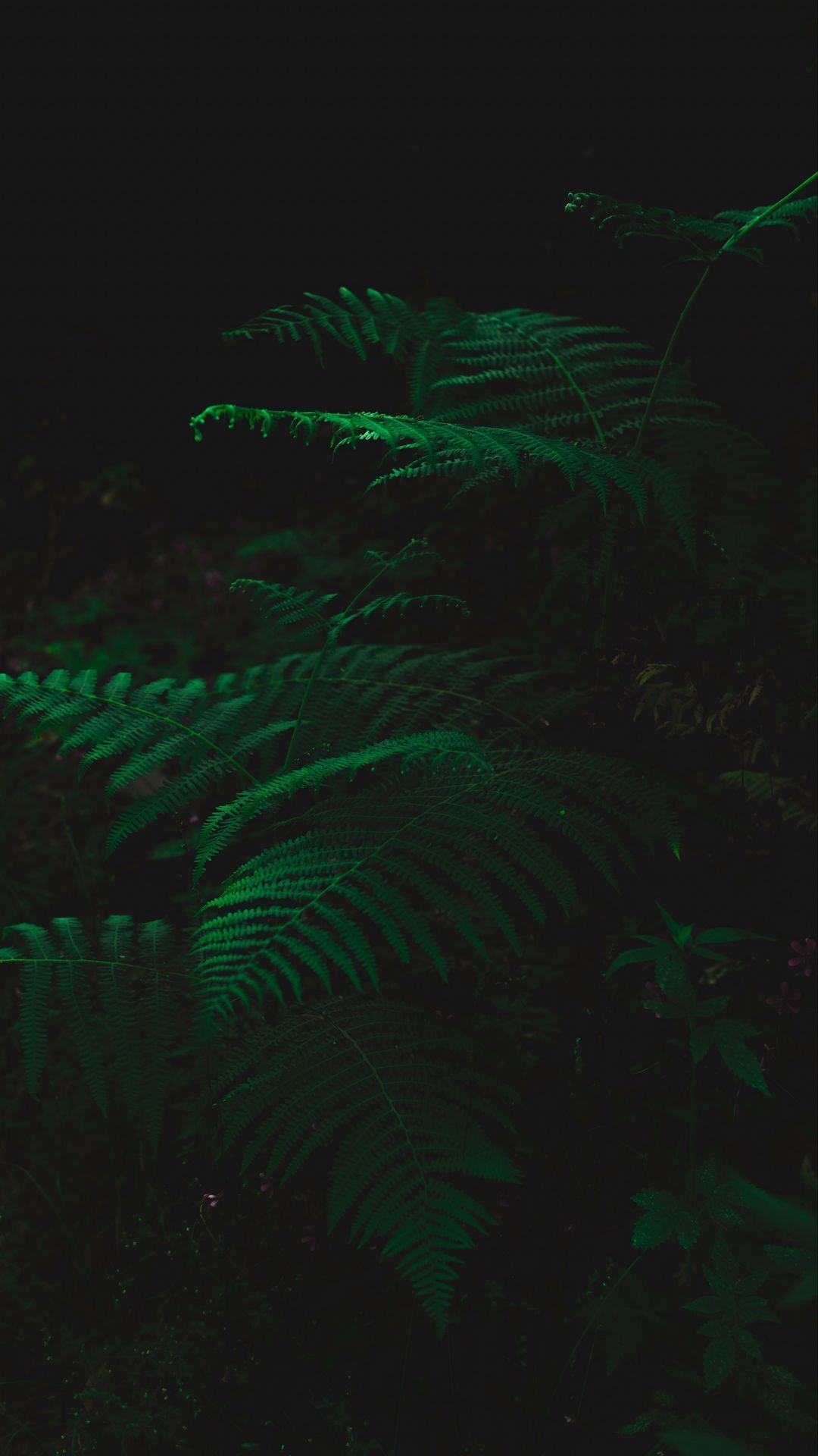 1080x1920 Download wallpaper 1080x1920 fern, dark, green, plant, leaves samsung galaxy s s note, sony xperia z, z z z htc one, lenovo vibe HD background