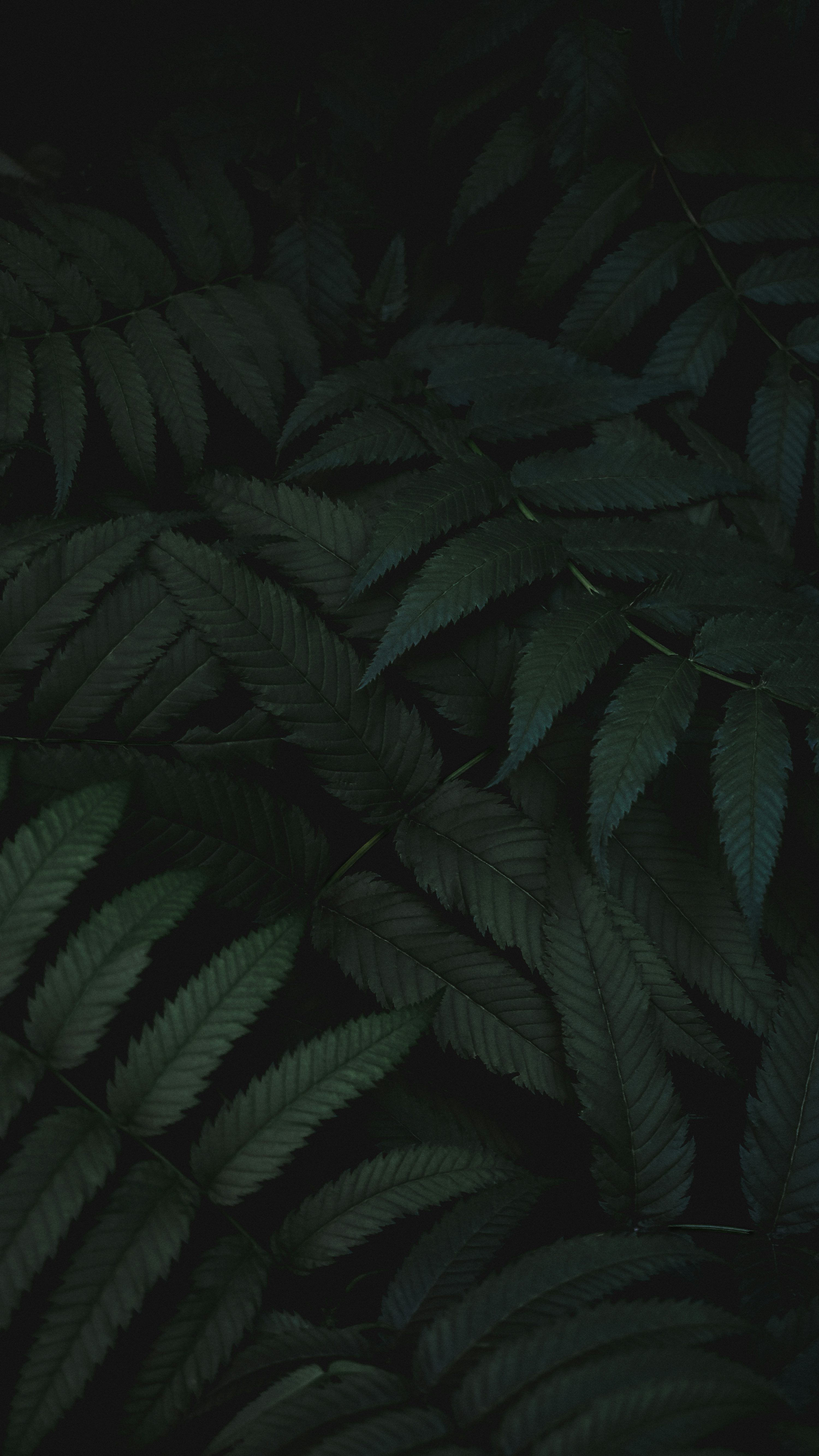 3000x5333 Dark Green Picture. Download Free Image